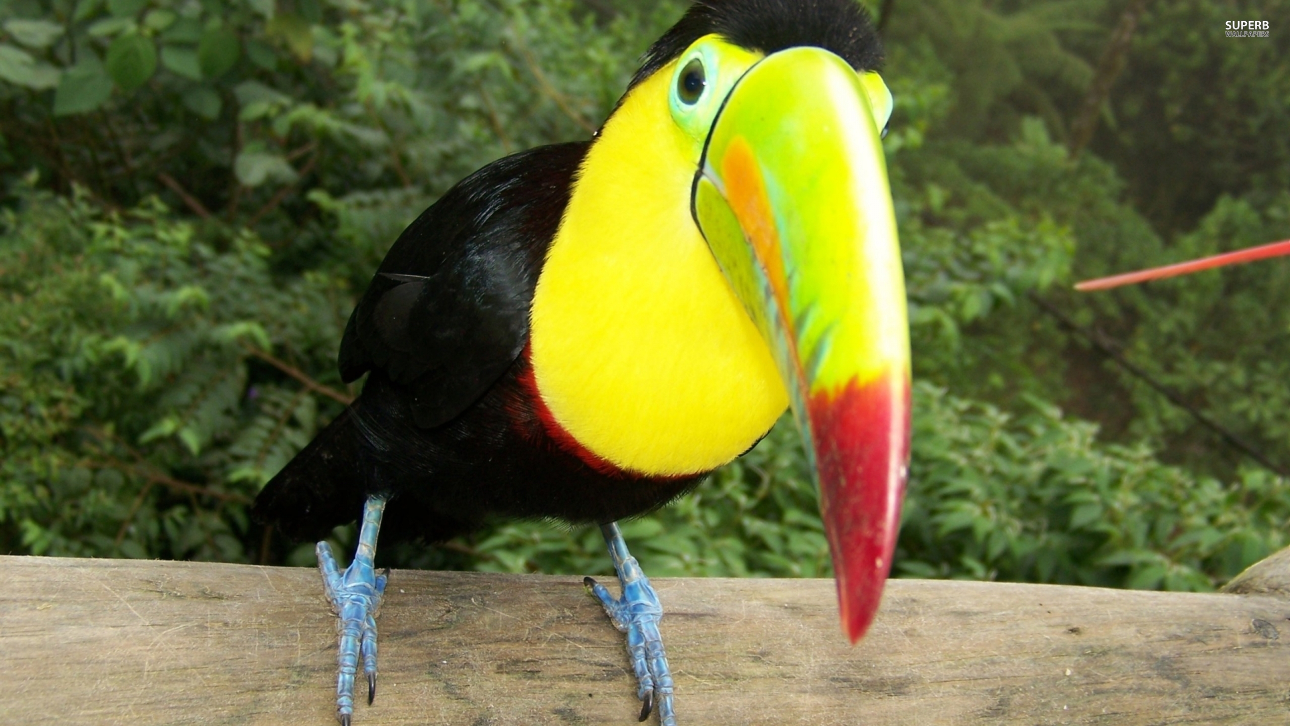 Animal Toucan 2560x1440