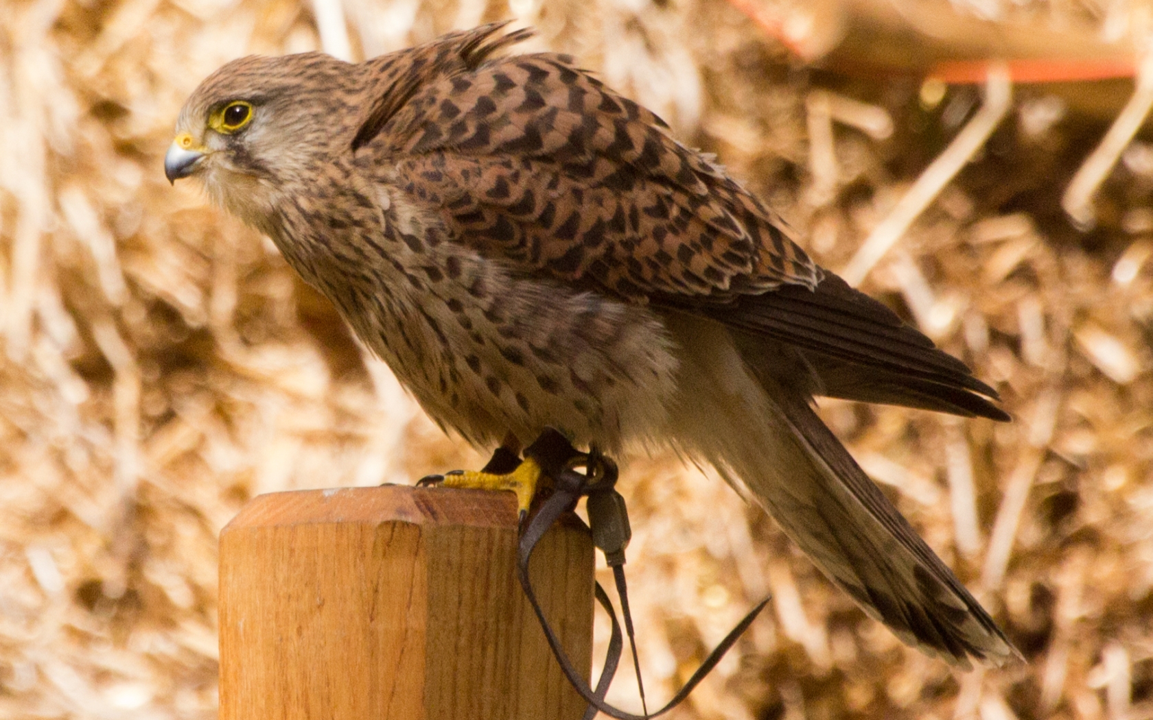 Animal Kestrel 1680x1050