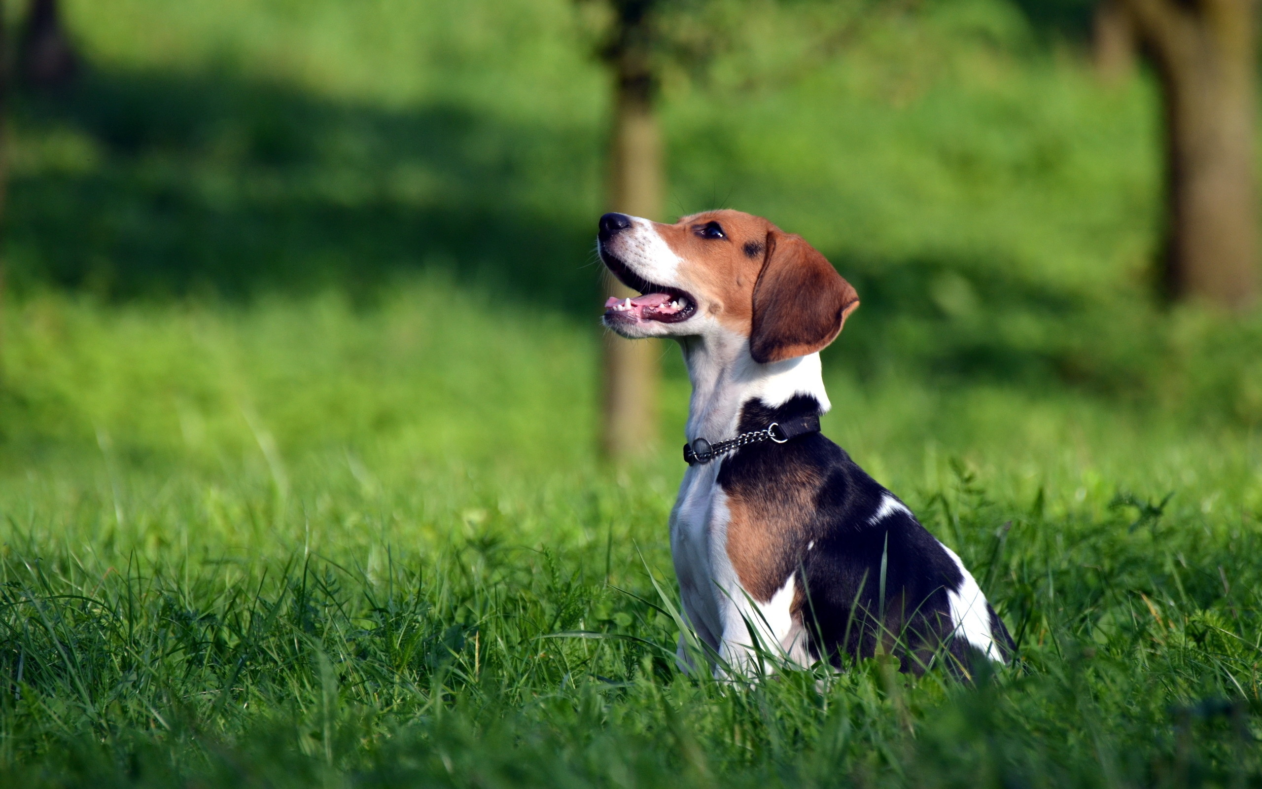 Animal Beagle 2560x1600
