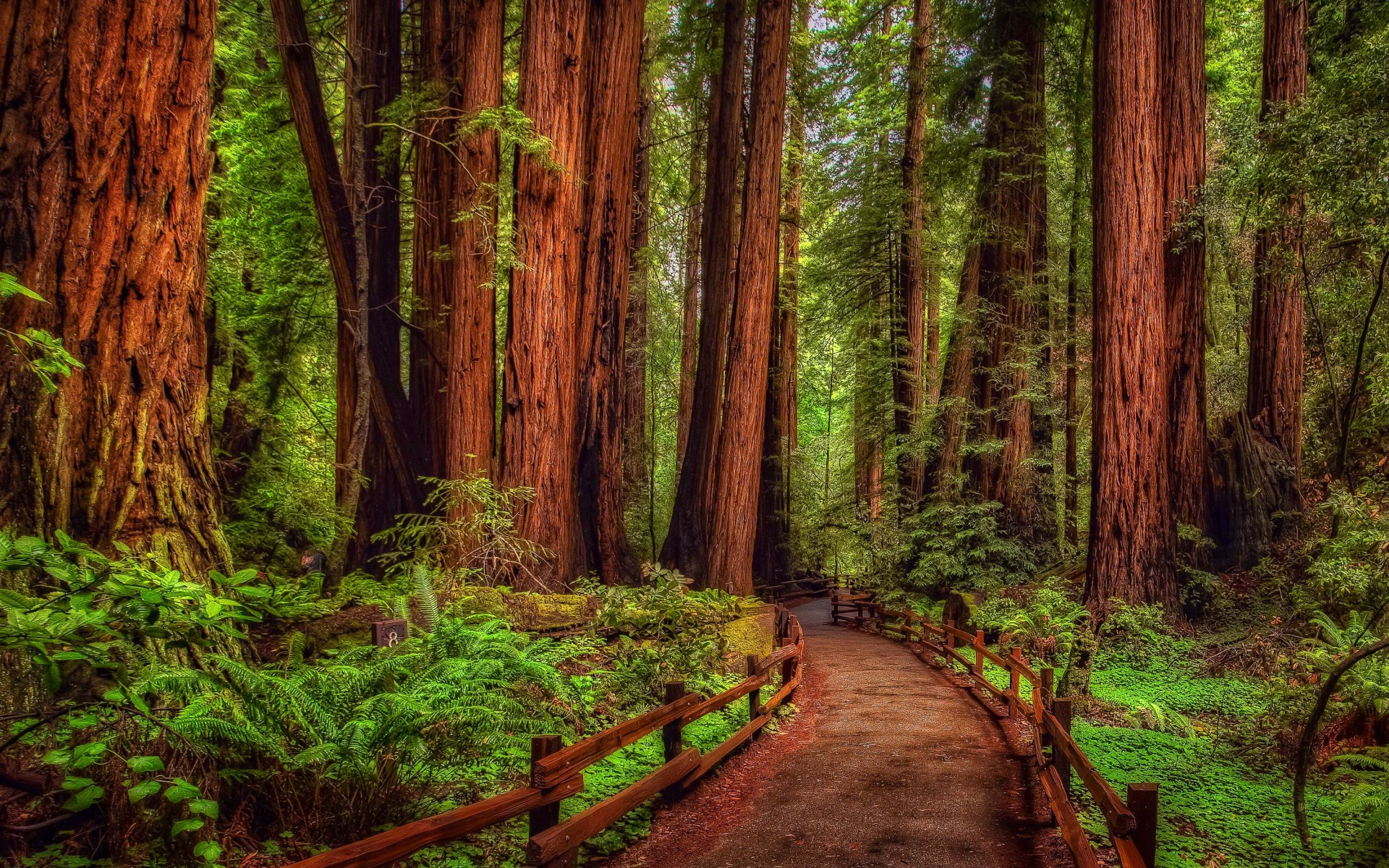 Forest Green Path Rainforest Redwood Tree 1920x1200