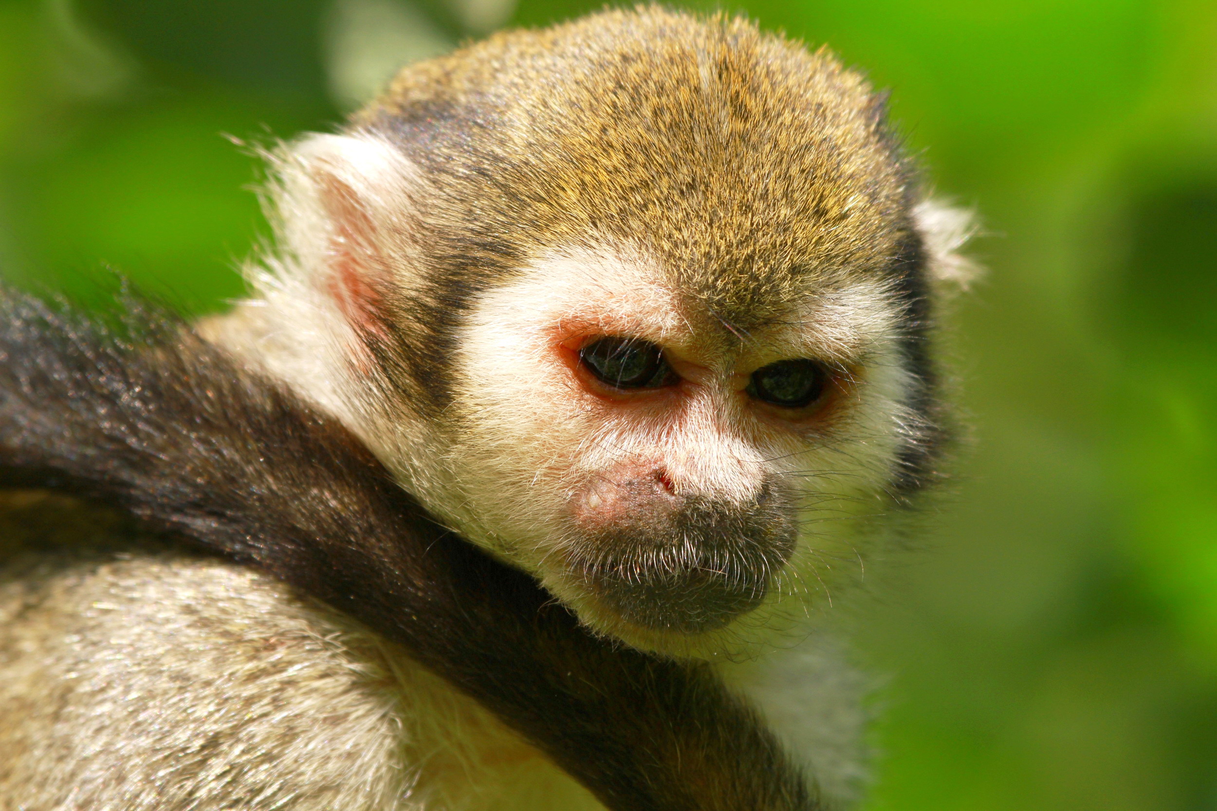 Animal Monkey 2500x1667