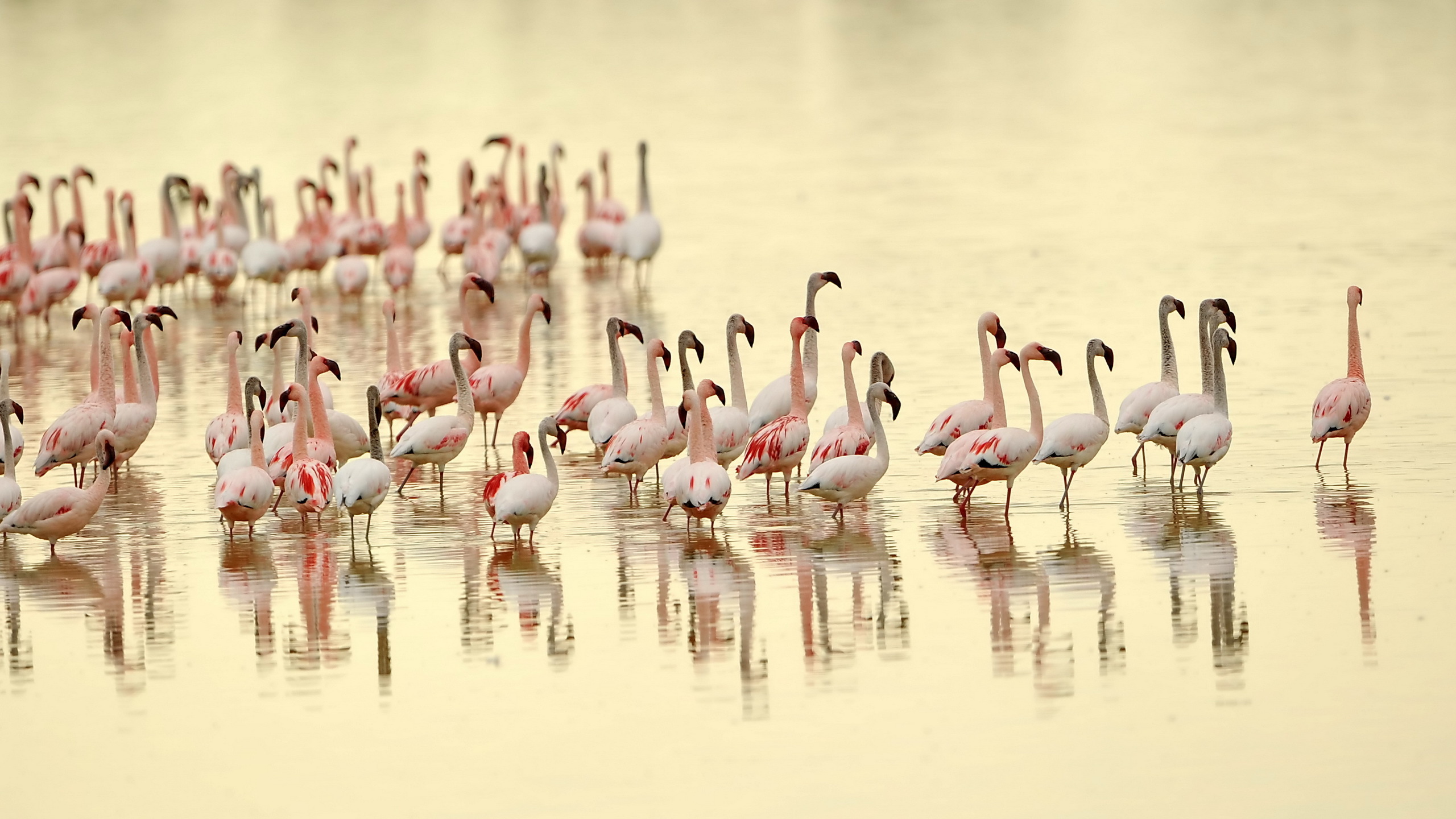Animal Flamingo 2560x1440