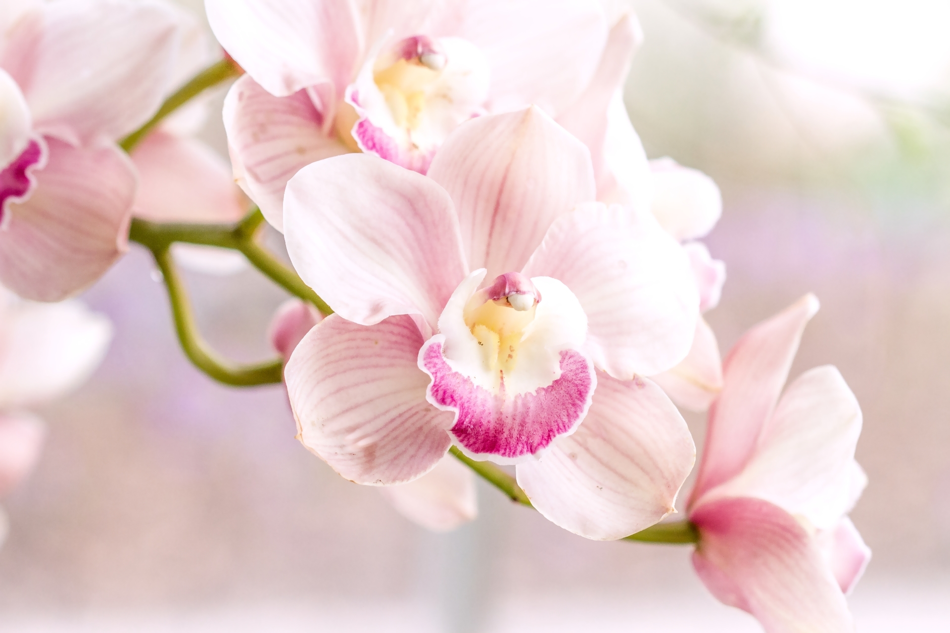 Close Up Flower Nature Orchid Pink Flower 1920x1280