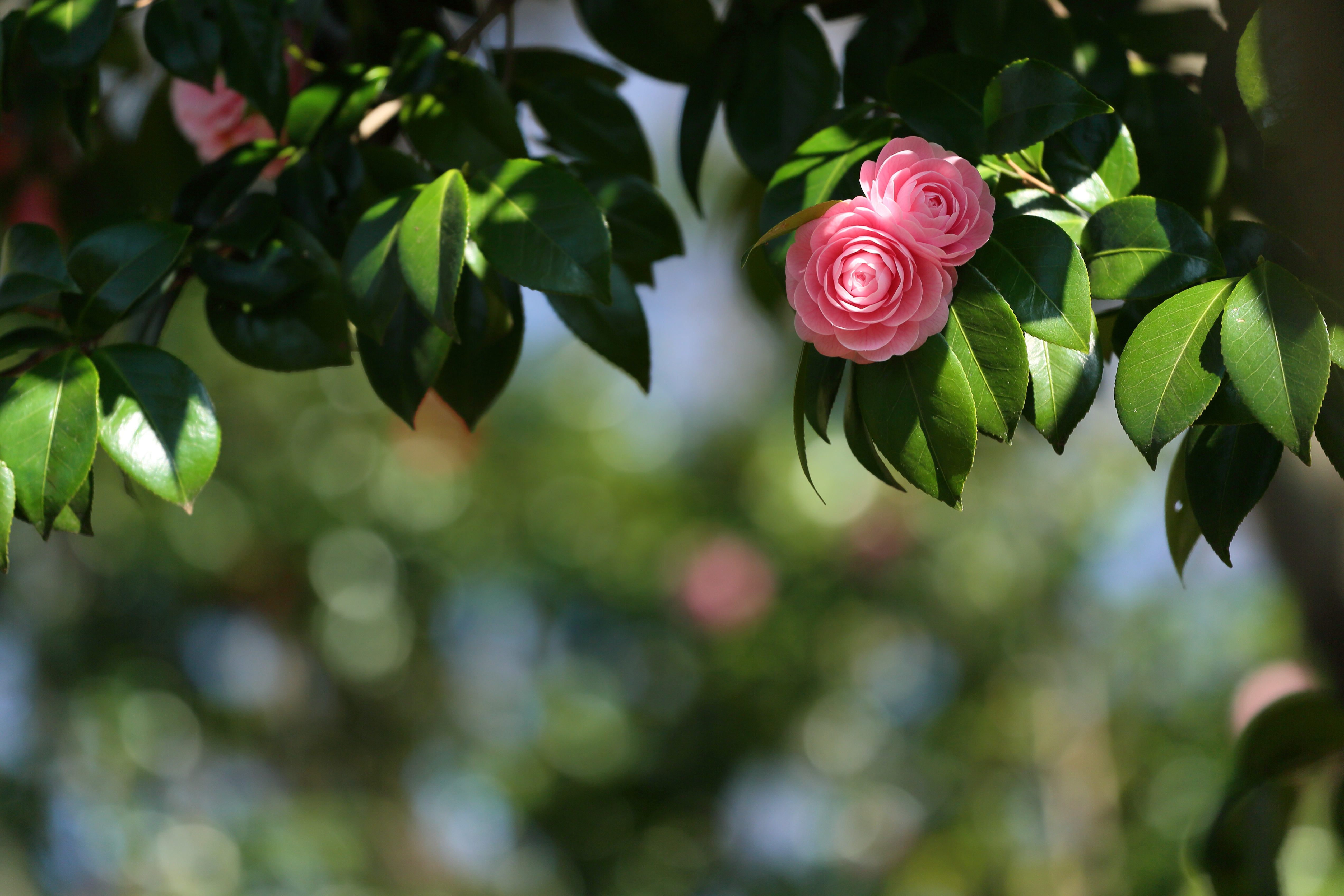 Bokeh Camellia Flower Spring 5087x3391