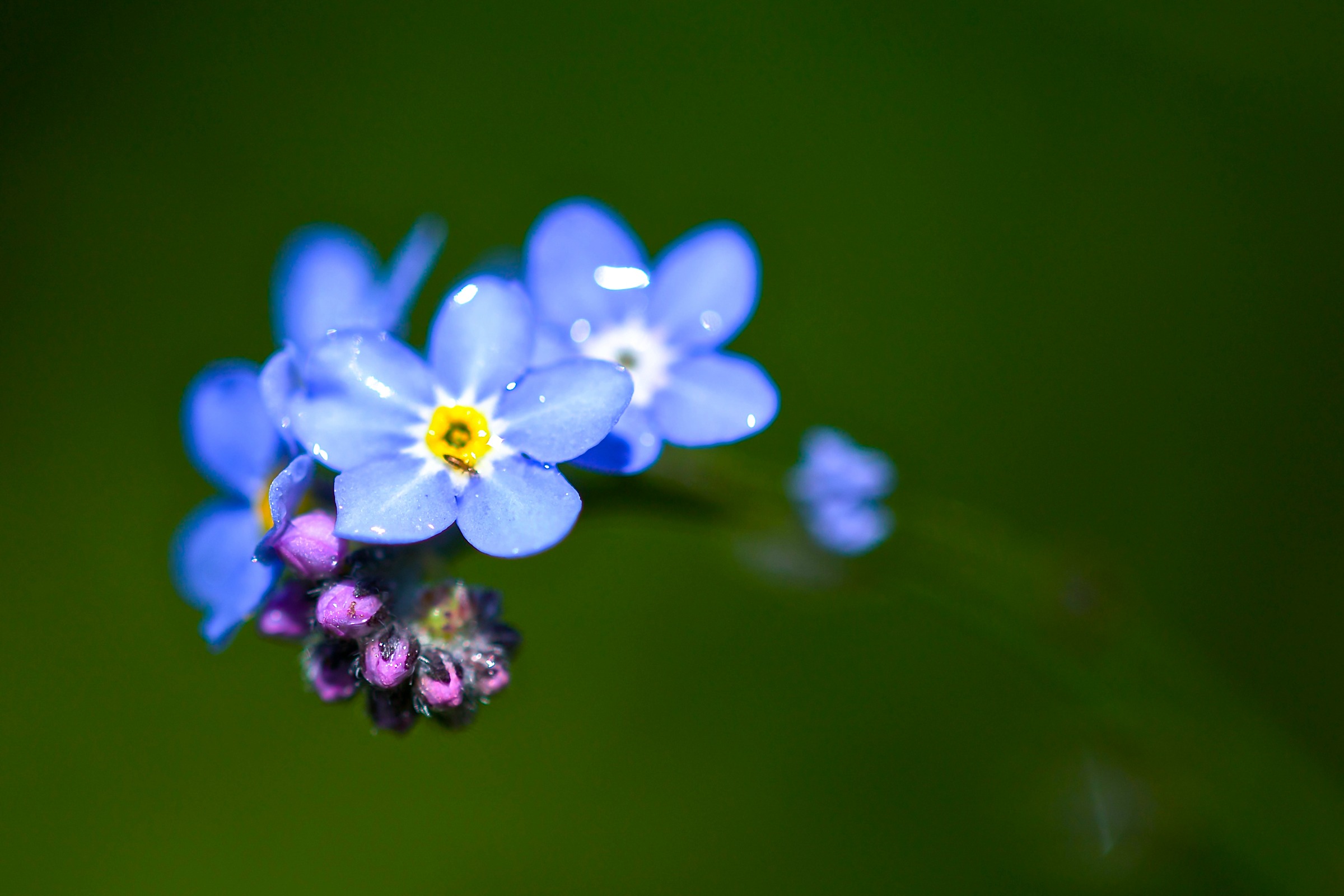 Blue Blue Flower Flower Forget Me Not Nature 2400x1600