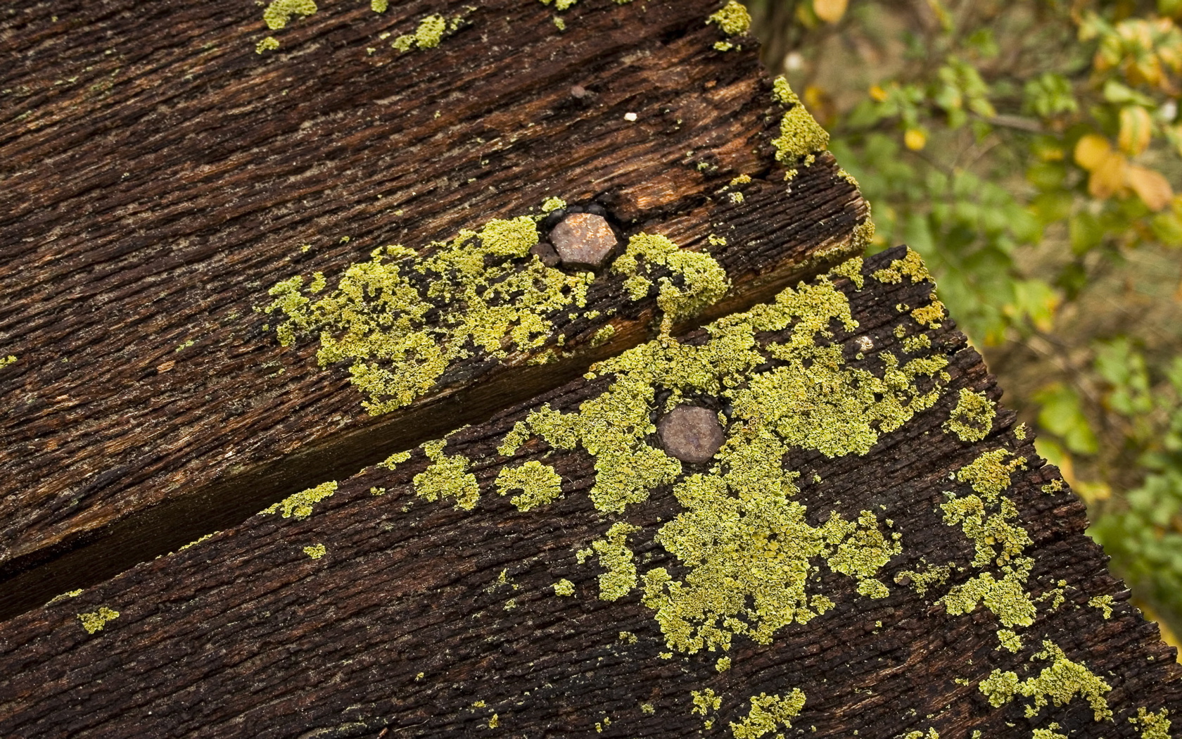 Lichen Moss 1680x1050