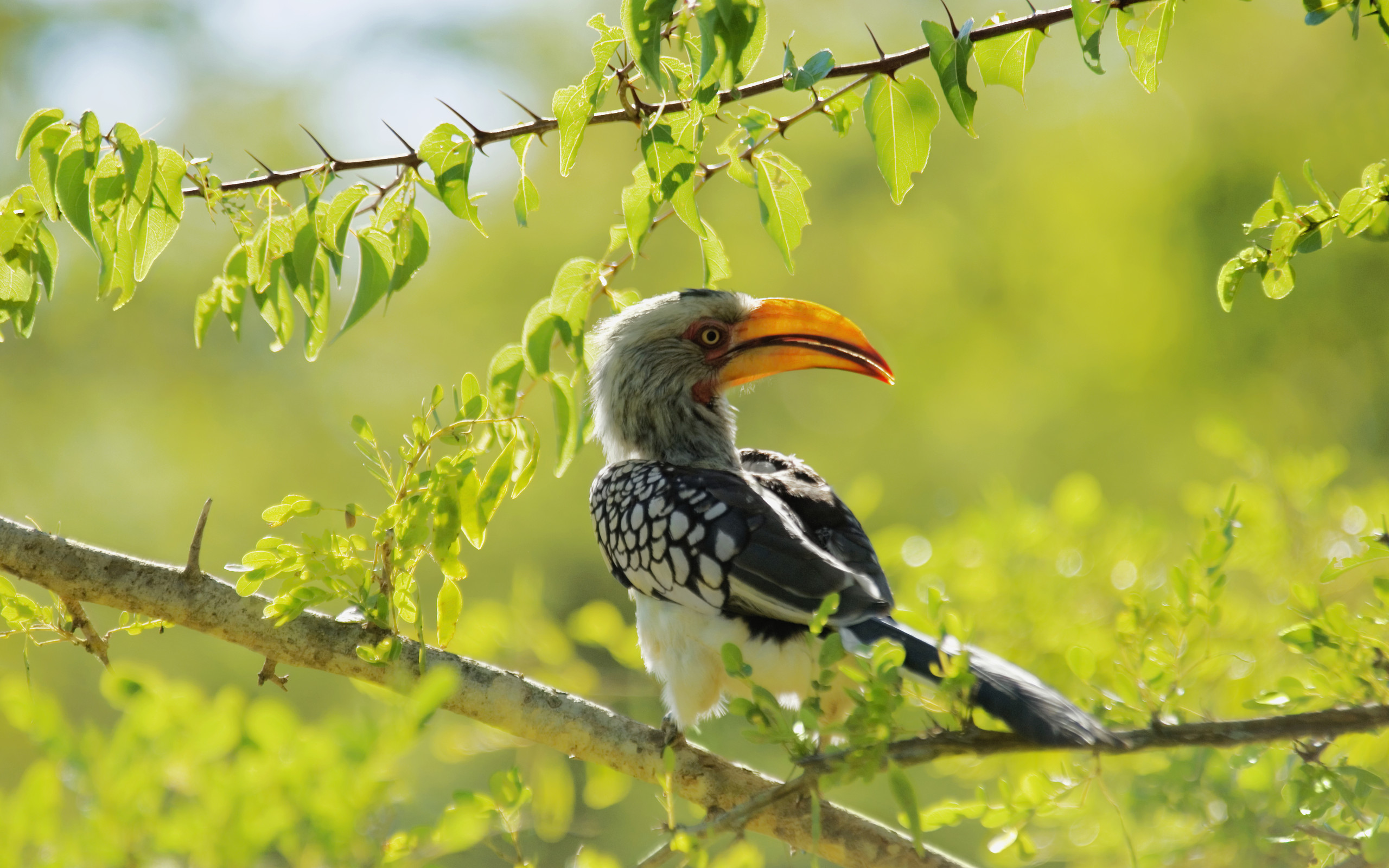 Bird 2560x1600