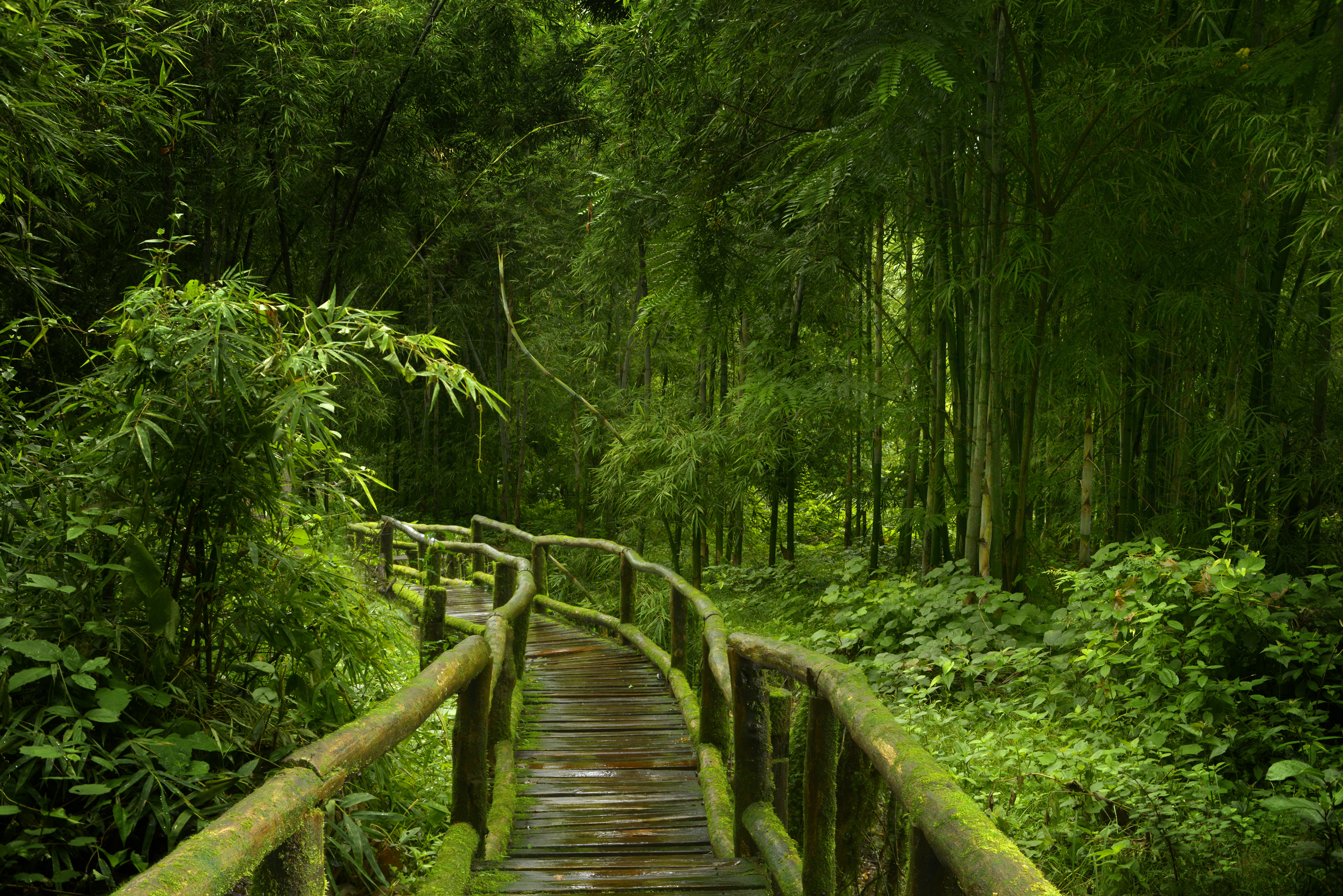 Bamboo Boardwalk Forest Green Nature Path 4252x2838