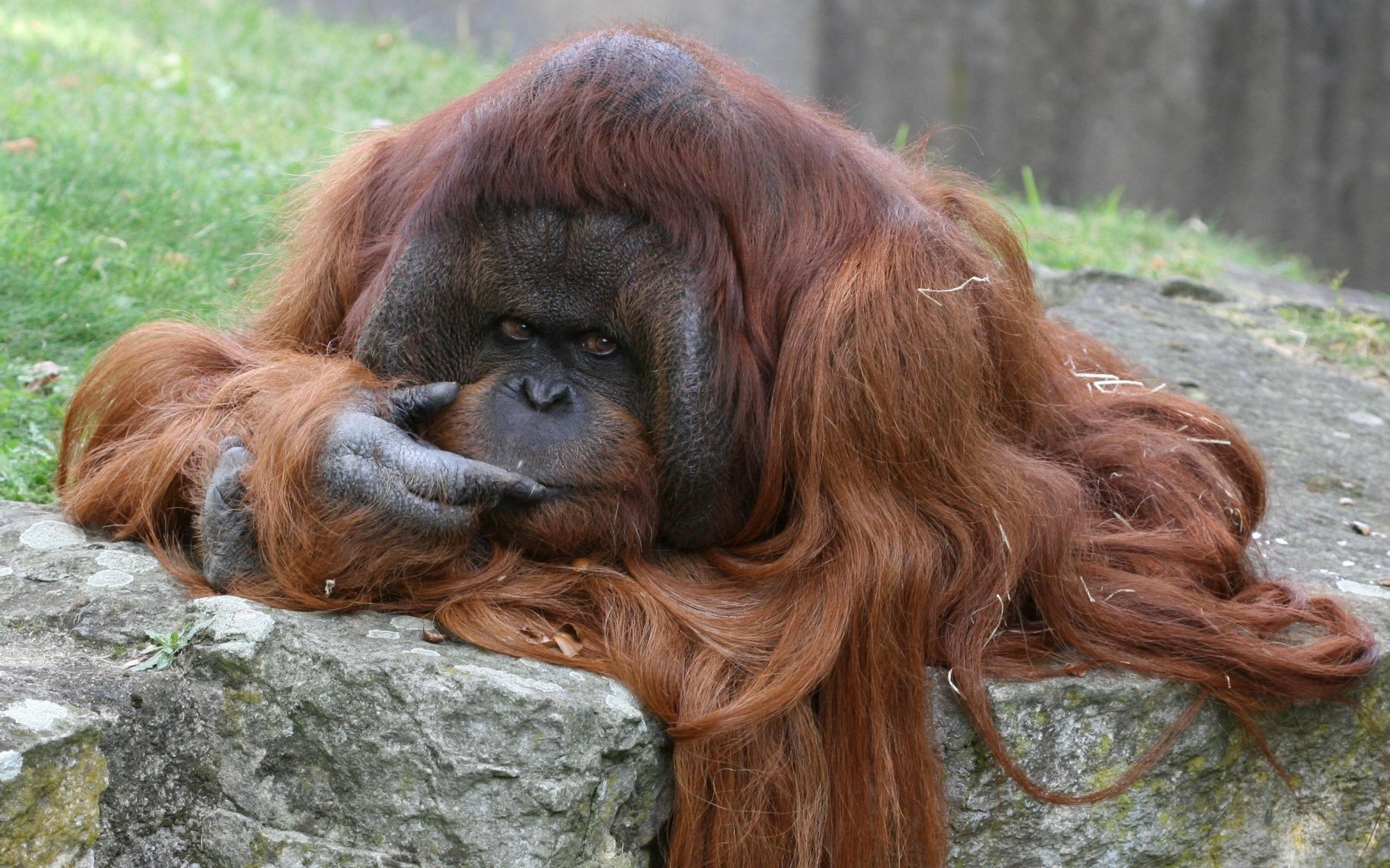 Animal Orangutan Primate Wildlife 1920x1200