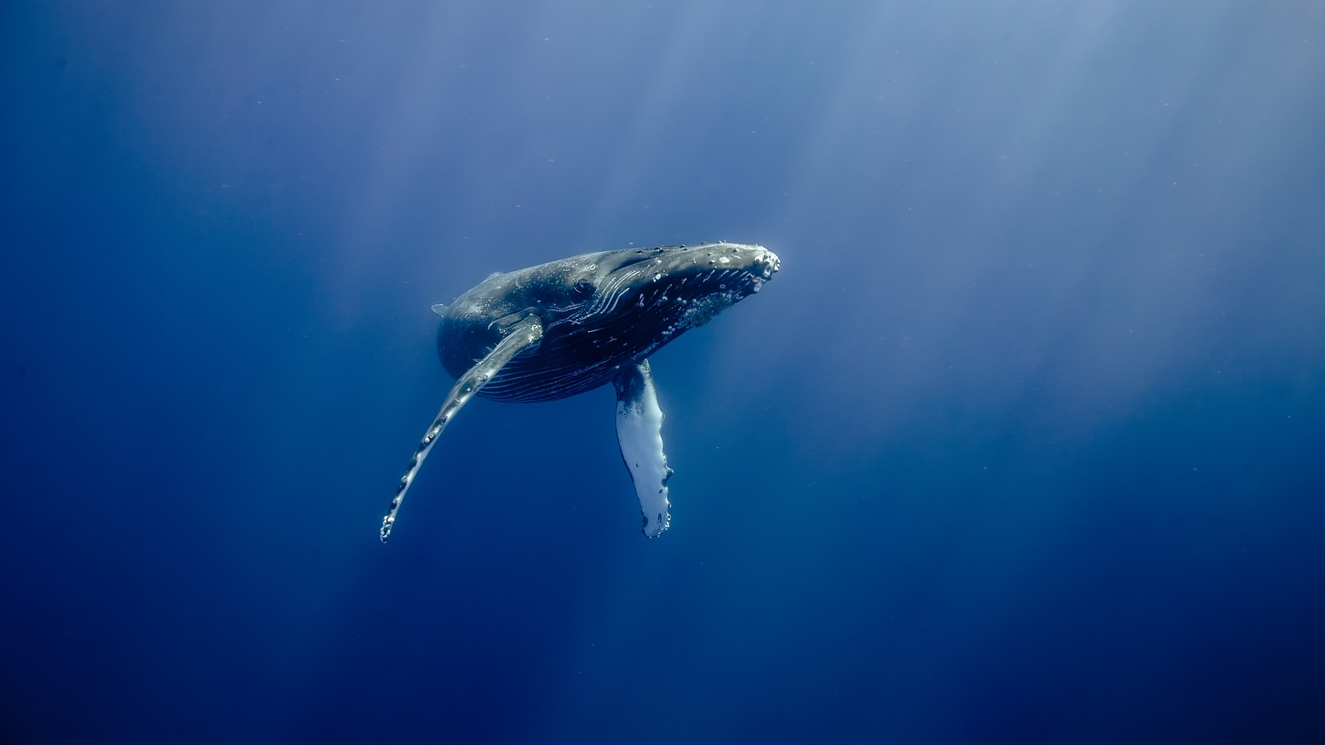 Sea Water Underwater Whale Humpback Whale Sun Rays Animals Fish Hawaii USA Giant 1920x1080
