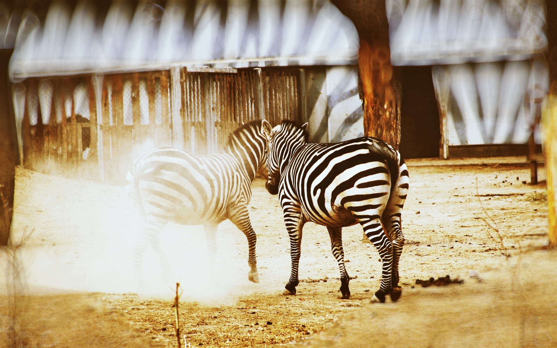 Animal Zebra 1920x1200
