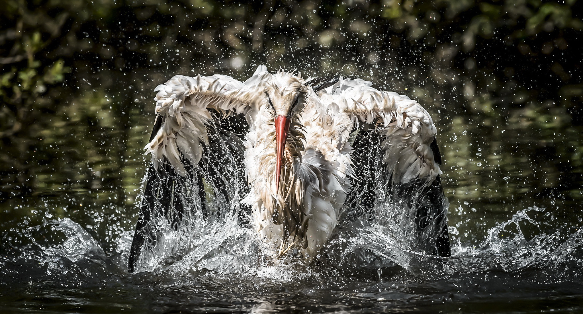 Bird Stork Water White Stork 2047x1103