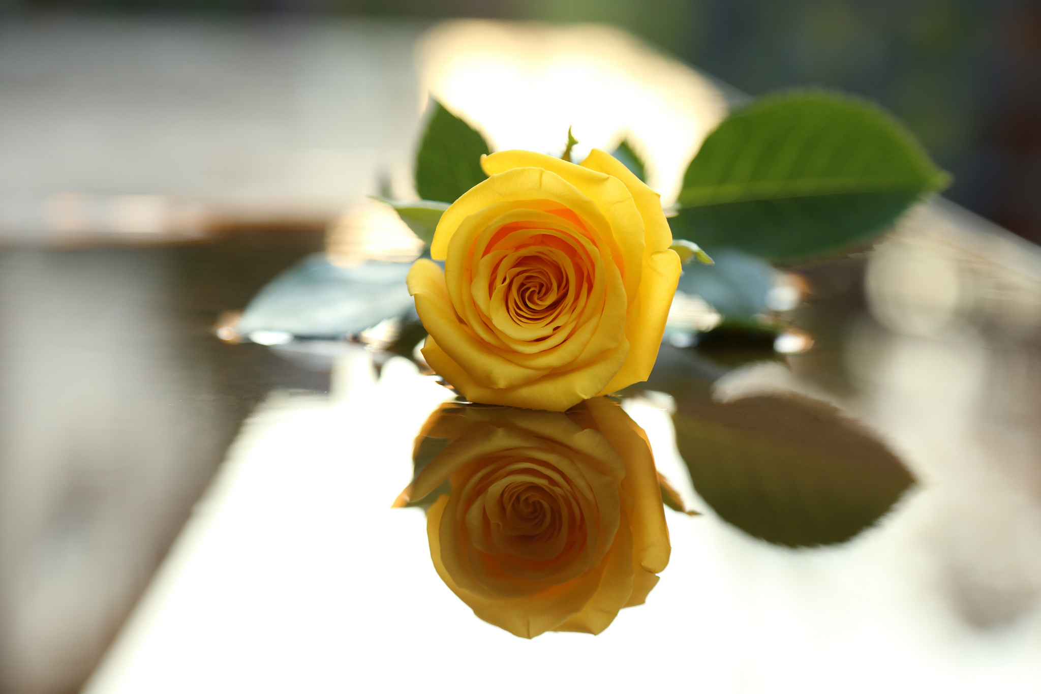 Flower Leaf Reflection Rose Yellow Flower Yellow Rose 2048x1365