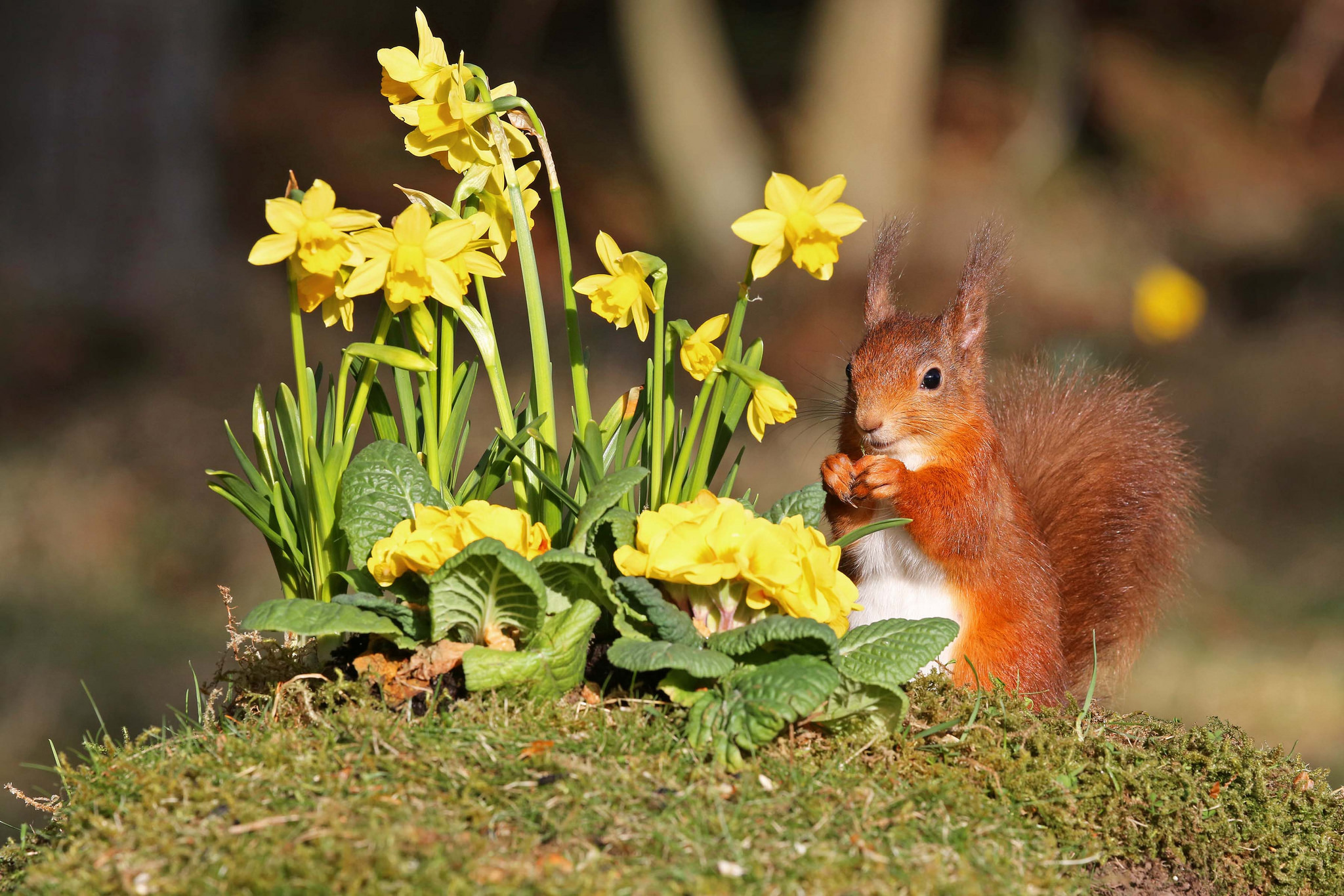 Animal Daffodil Depth Of Field Eating Flower Moss Rodent Squirrel Wildlife Yellow Flower 2048x1365