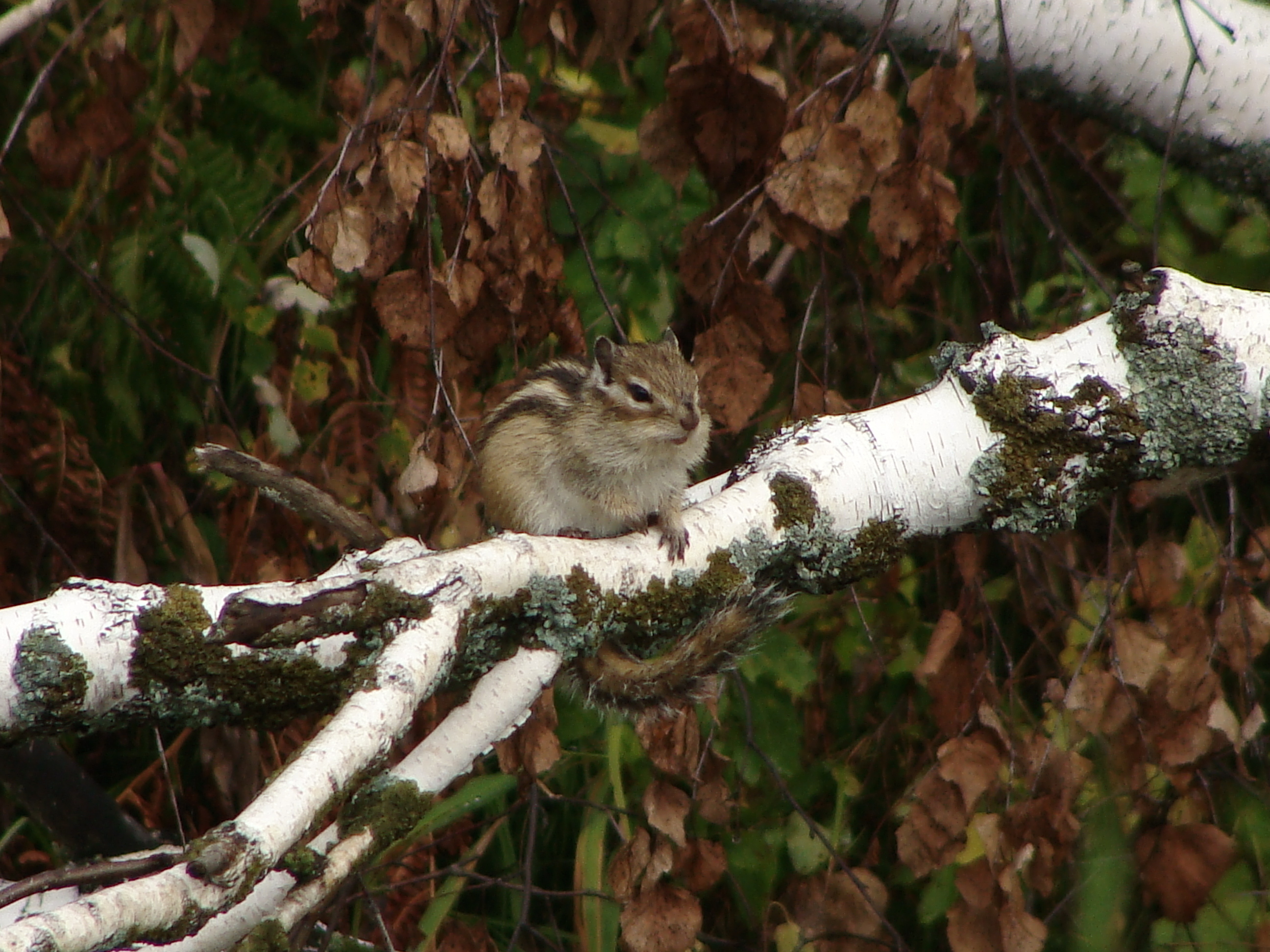 Animal Chipmunk 2592x1944