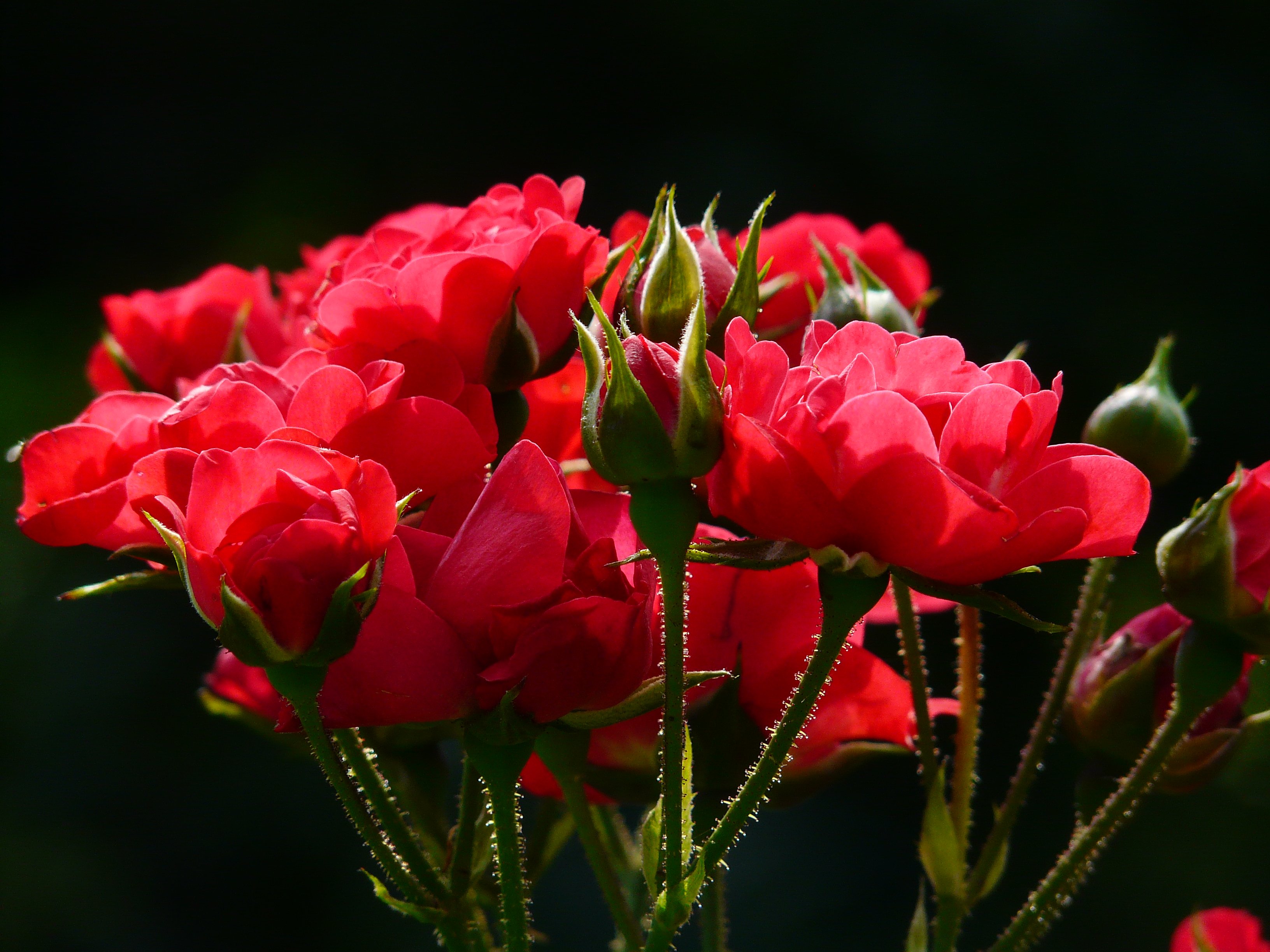 Bud Flower Nature Red Rose Rose 3264x2448