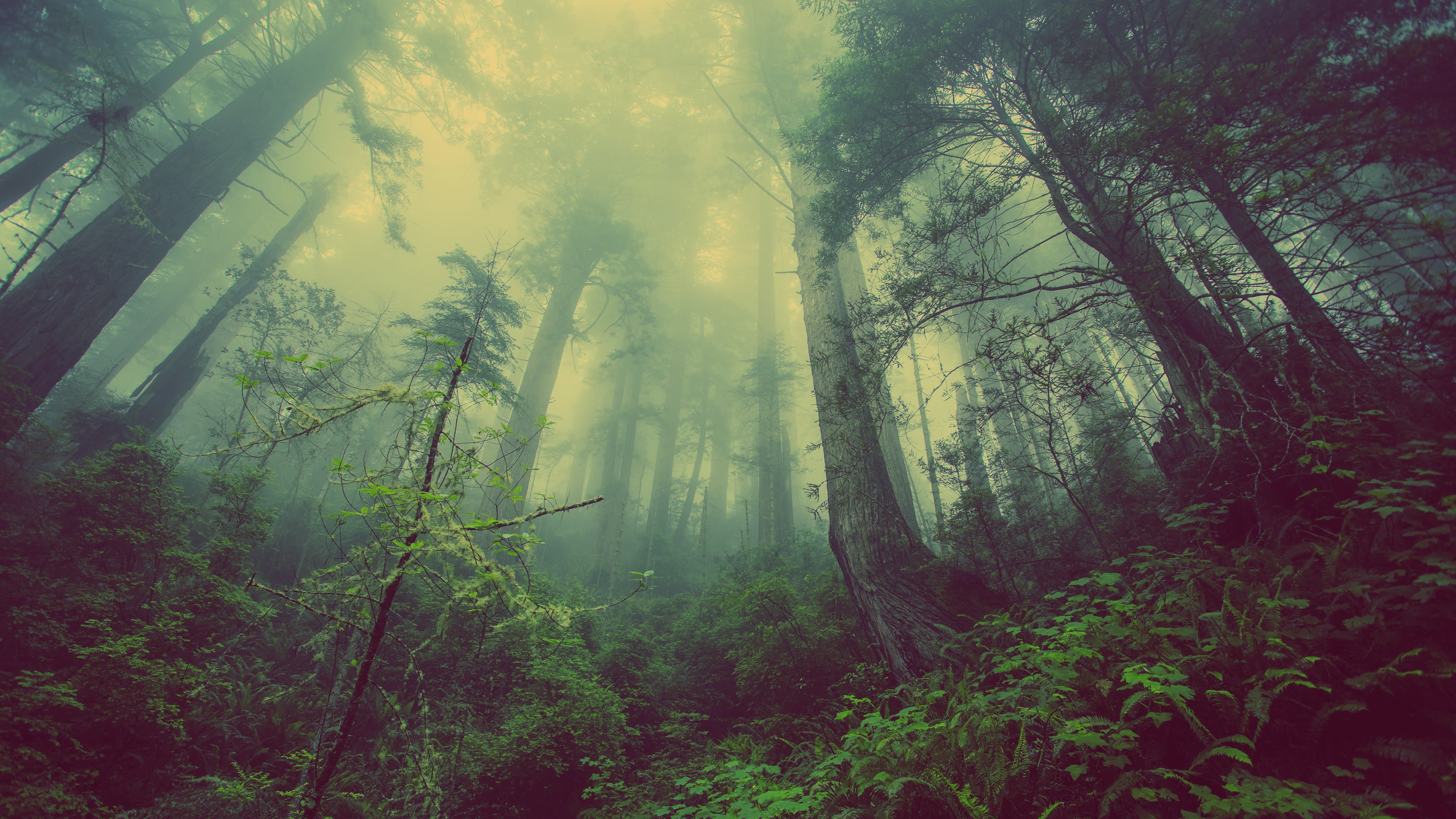 Canopy Fog Forest Nature 3840x2160