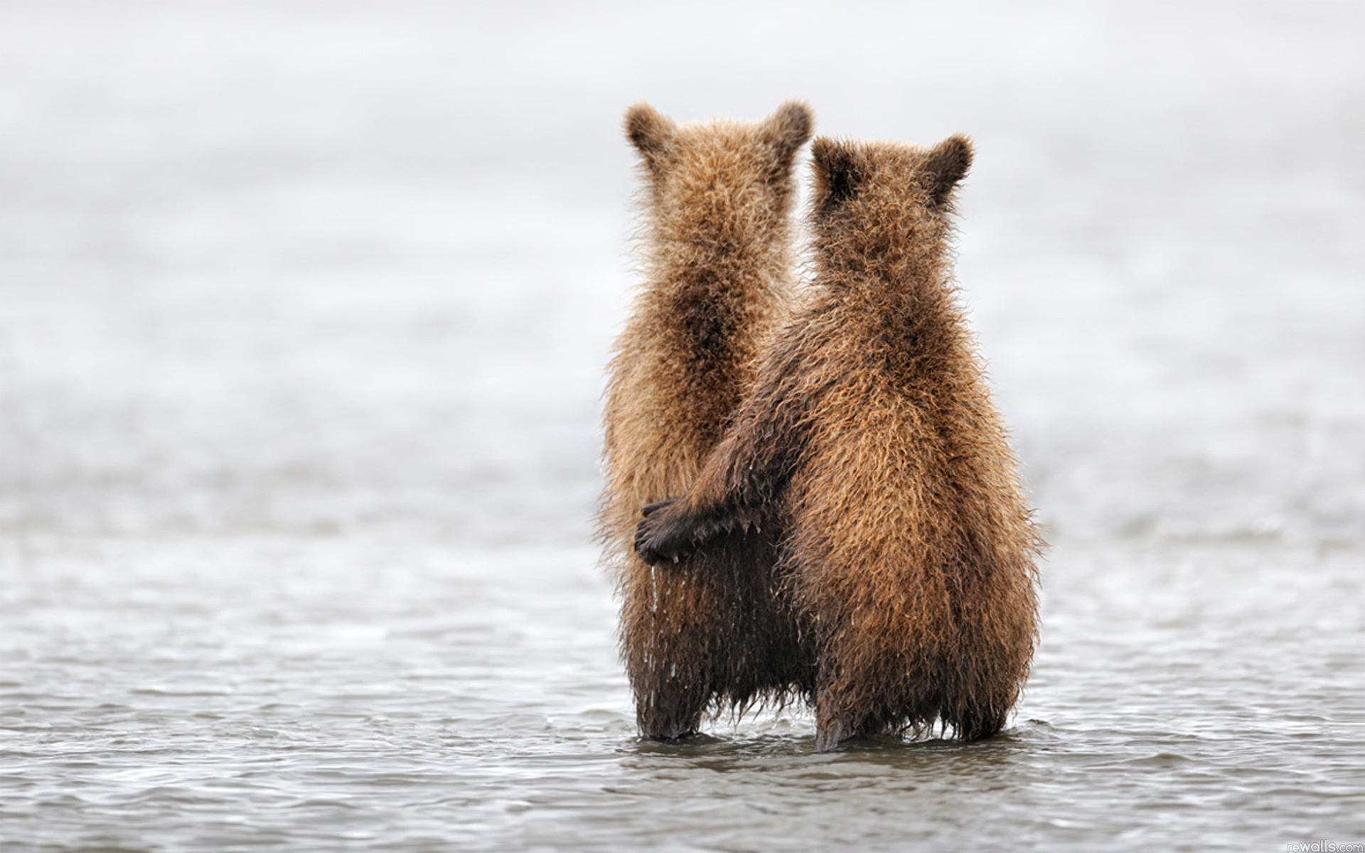 Alaska Grizzly Cubs Katmai National Park 1920x1200