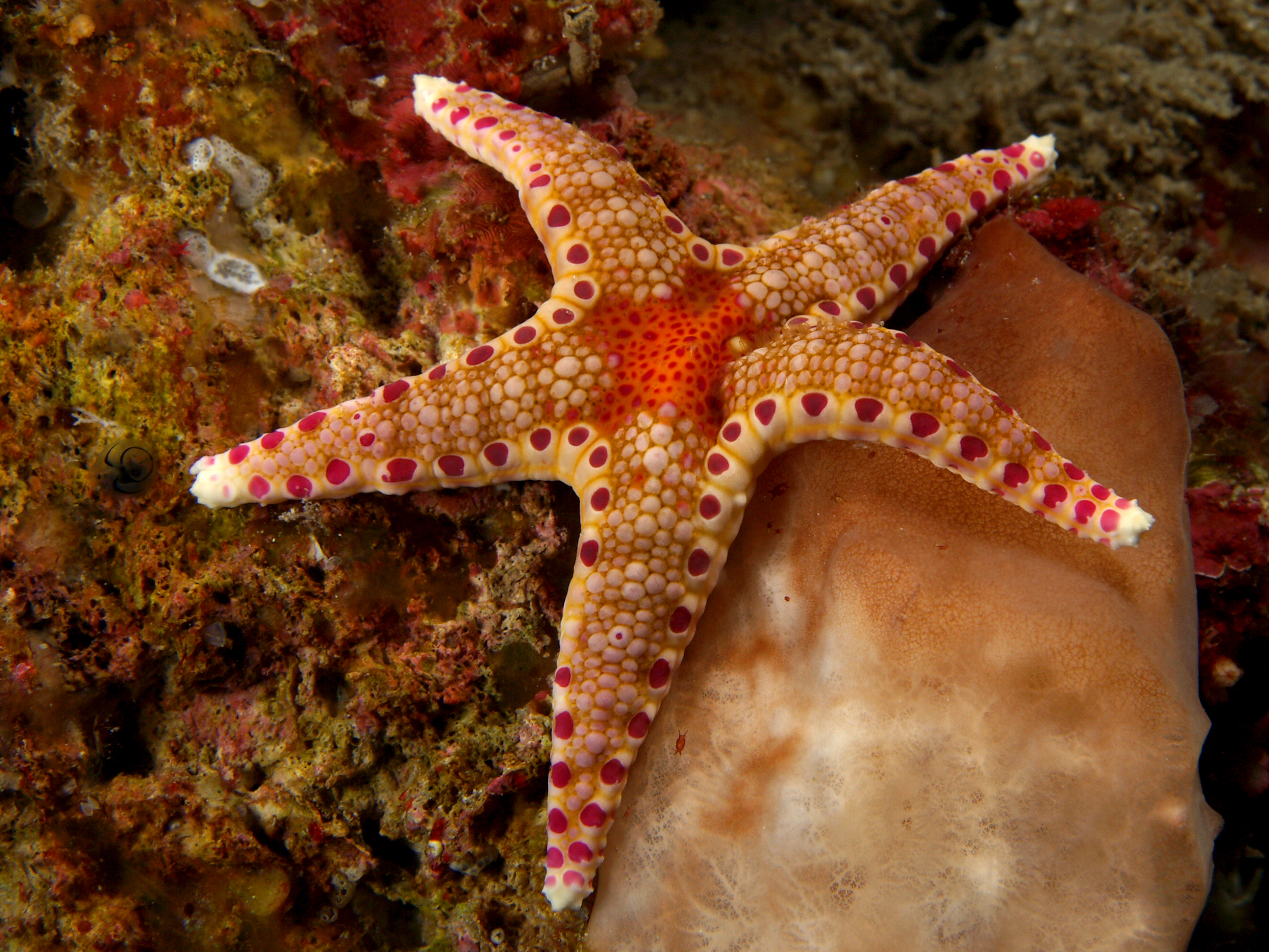 Animal Starfish 2400x1800