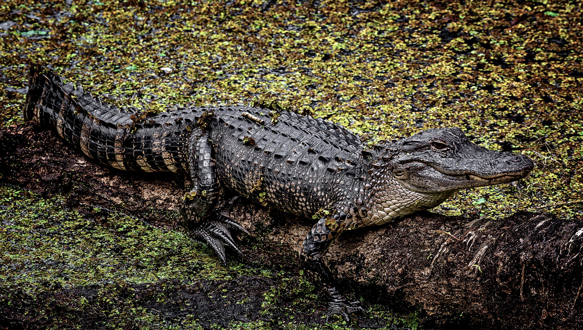 Crocodile Wildlife Predator Animal 2048x1159