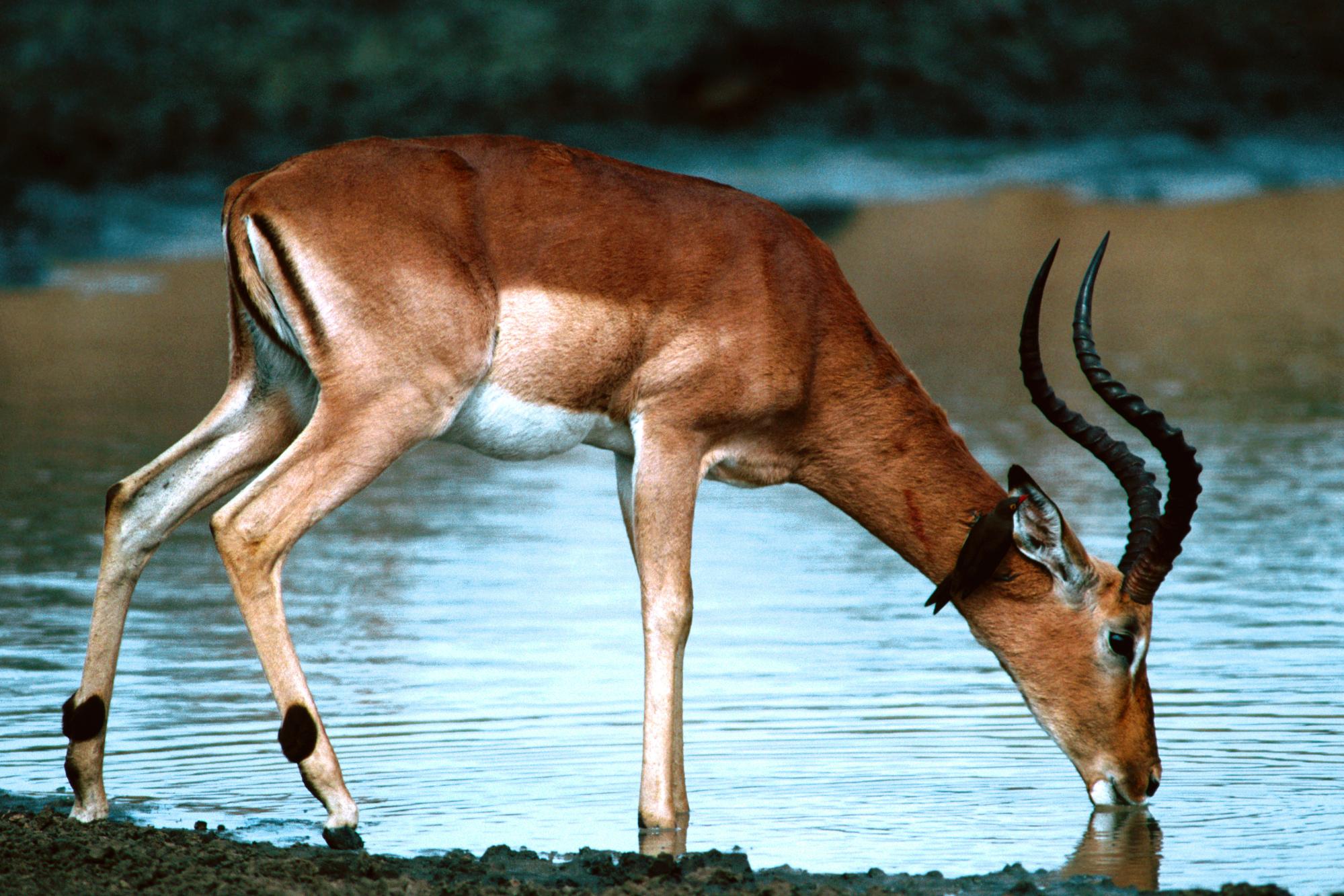 Animal Impala 1999x1333
