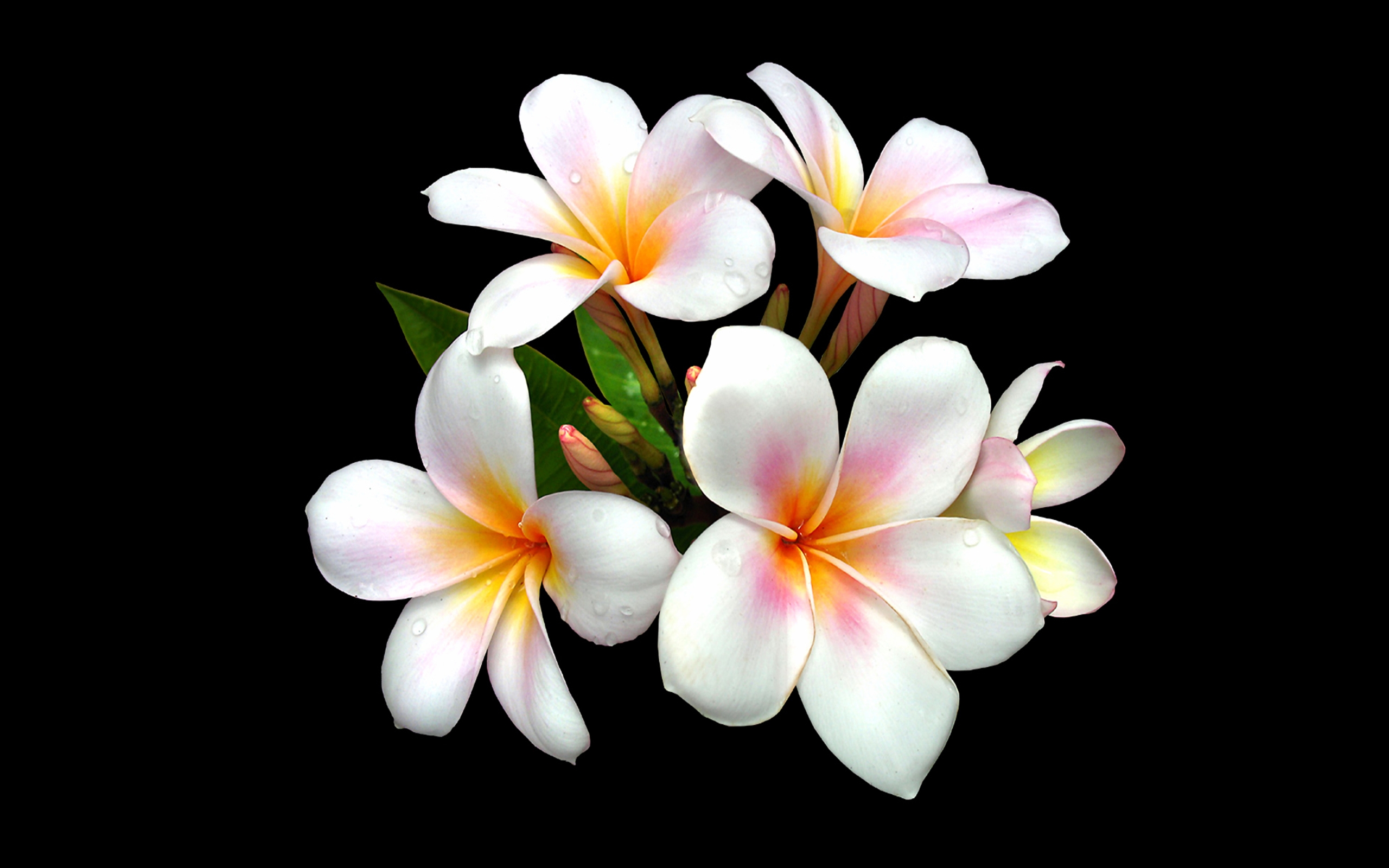 Earth Flower Frangipani Plumeria White Flower 2560x1600