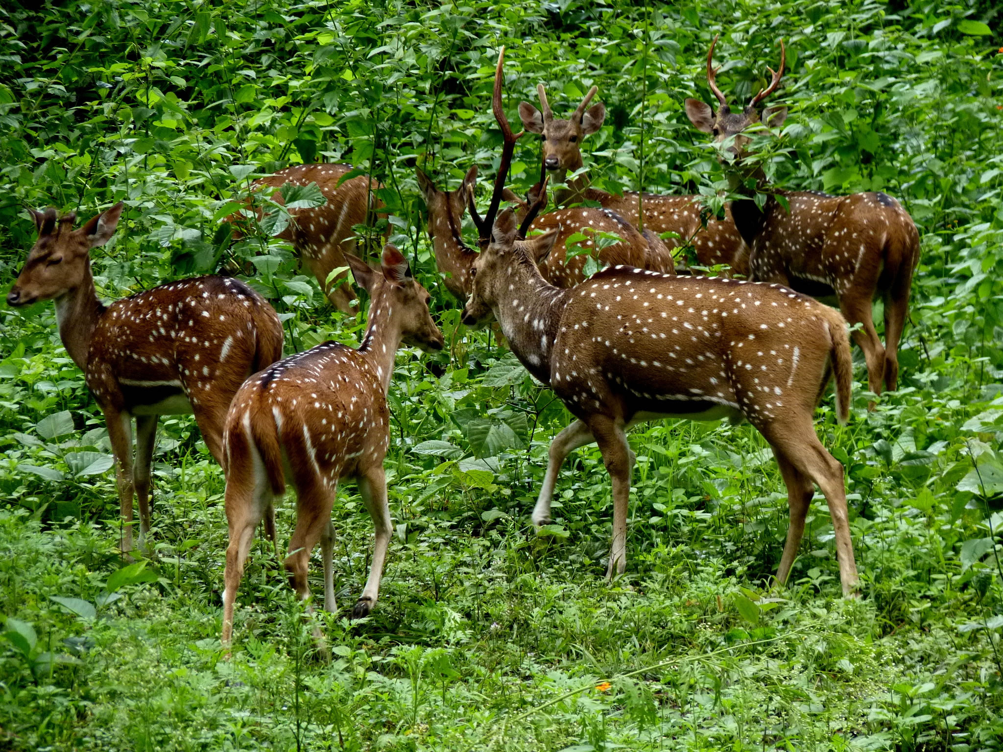 Animal Deer Forest Green Herd 2048x1536