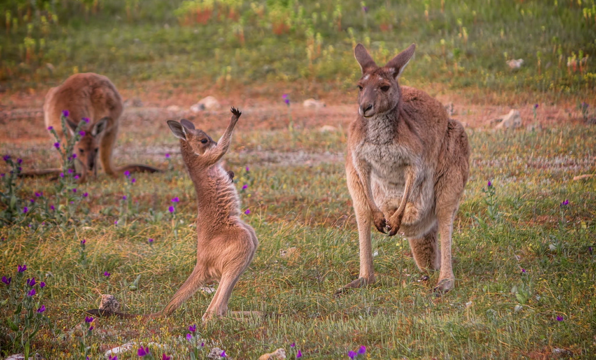 Baby Animal Kangaroo Wildlife 2048x1237