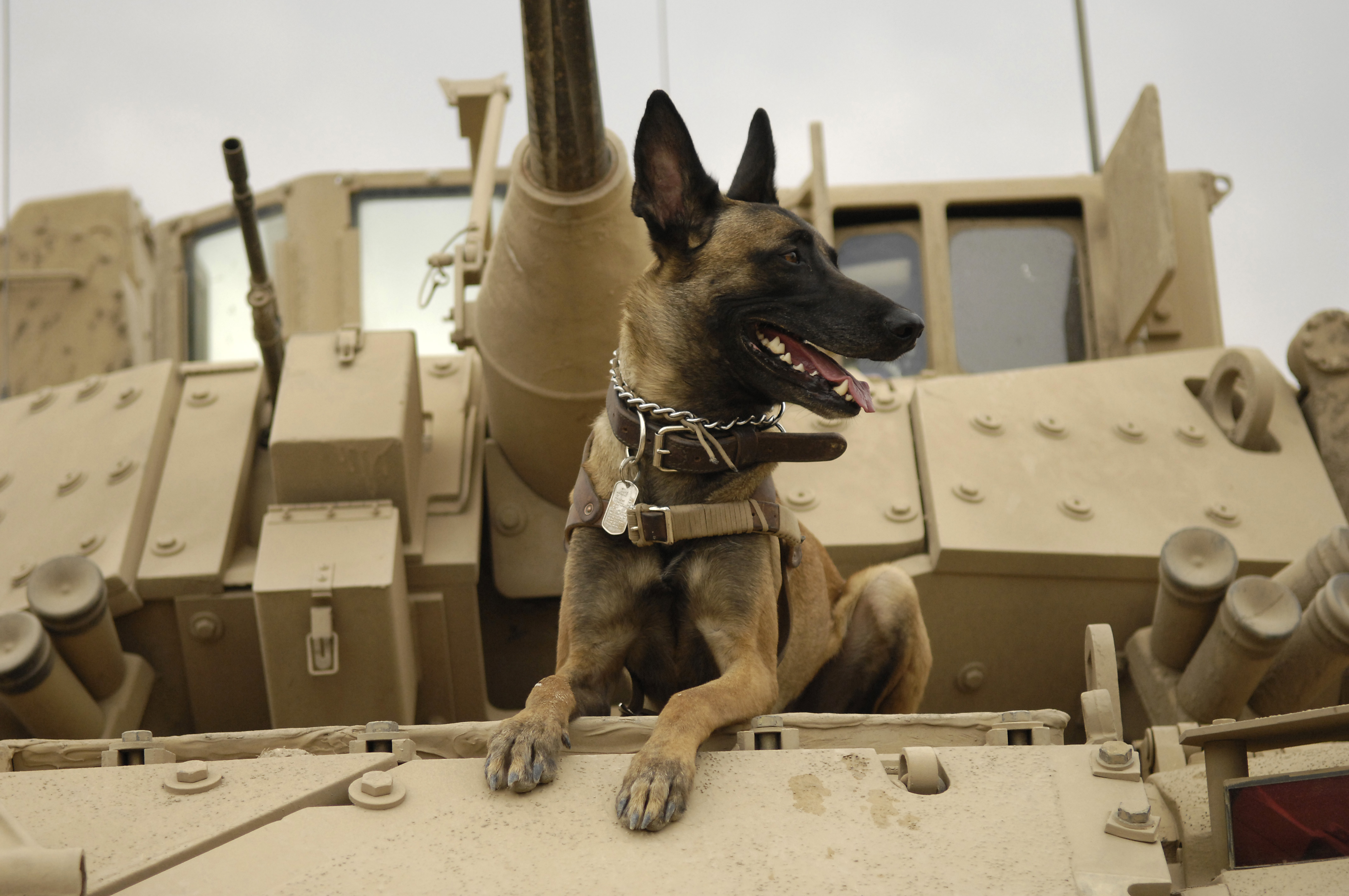 Dog Military Tank 4288x2848