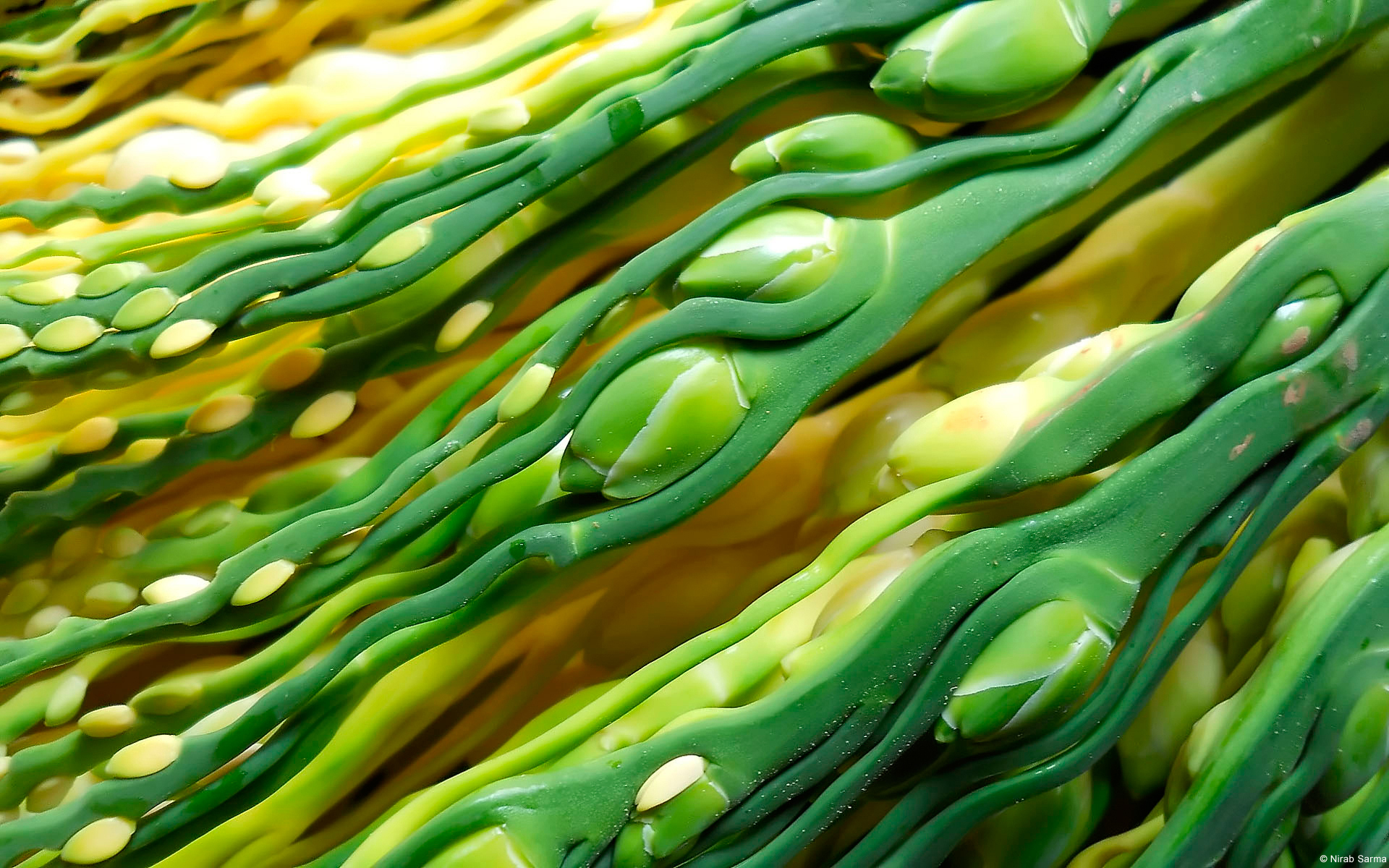 Abstract Close Up Green Photography Stem 1920x1200