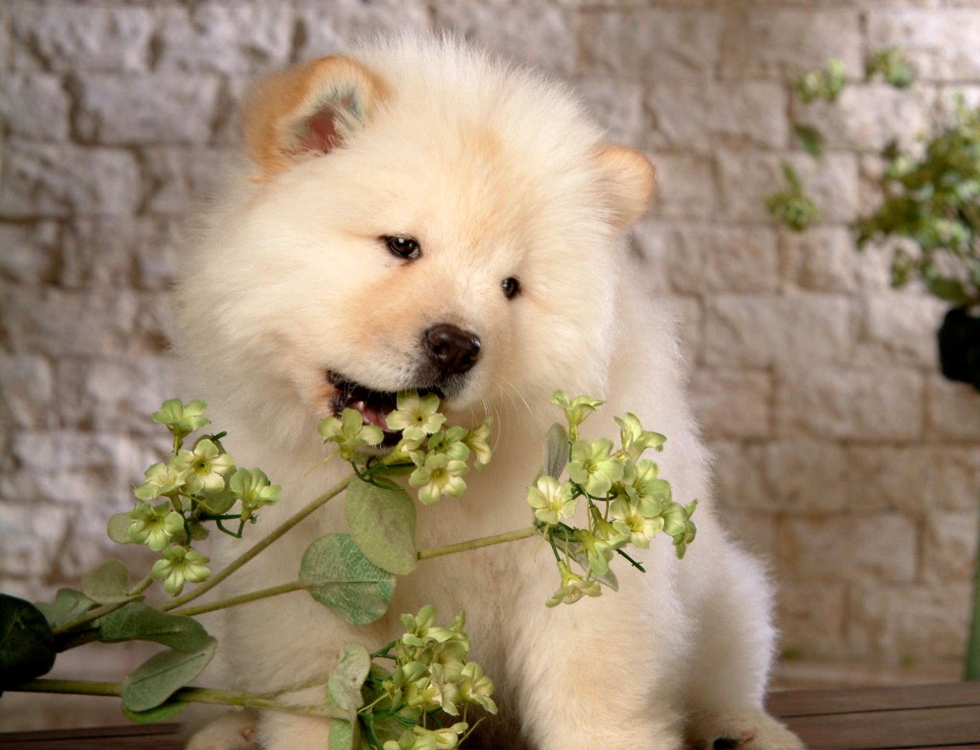 Dog Flower Pet Plant Puppy Samoyed 2000x1530
