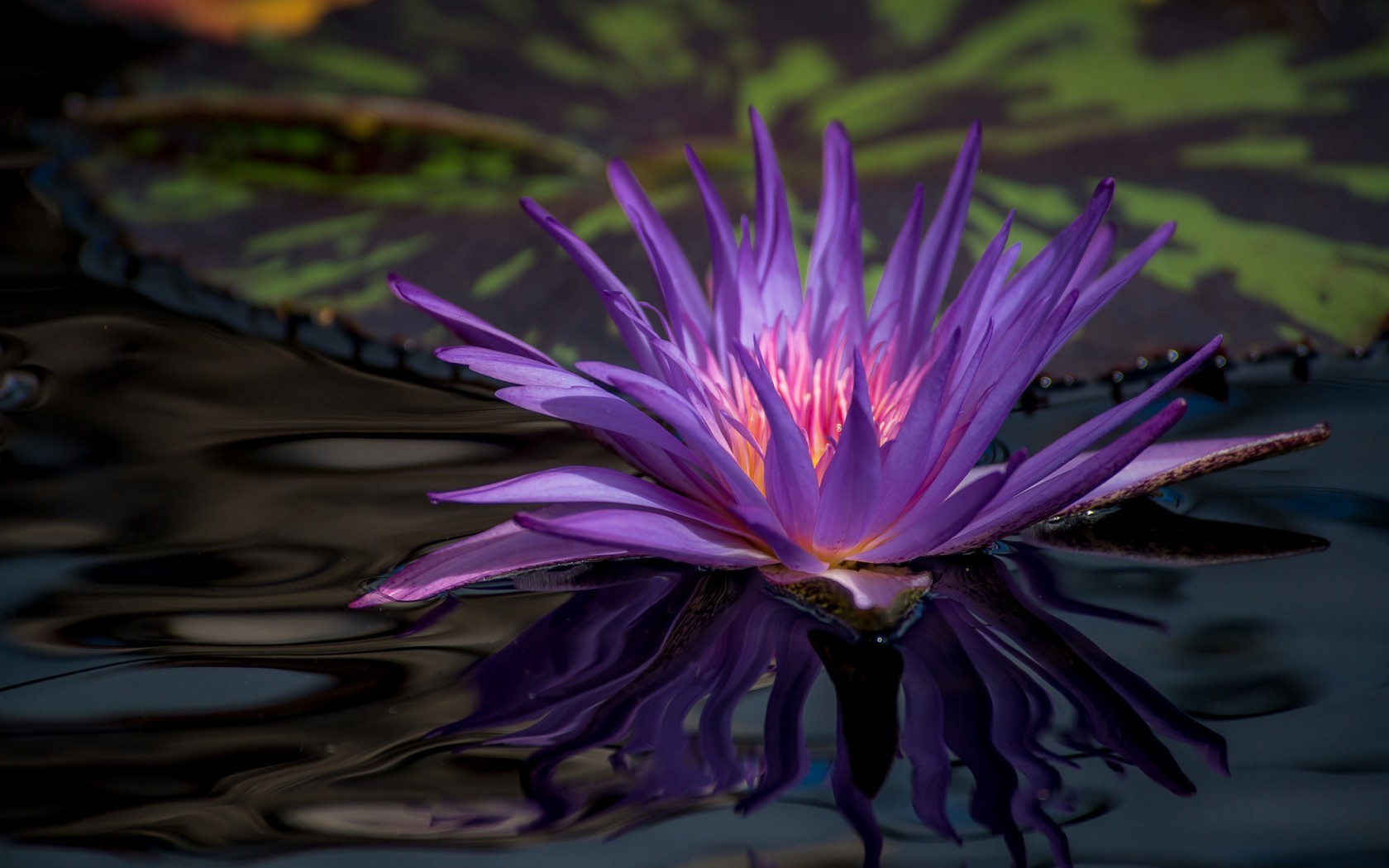Close Up Earth Flower Purple Flower Water Lily 1680x1050