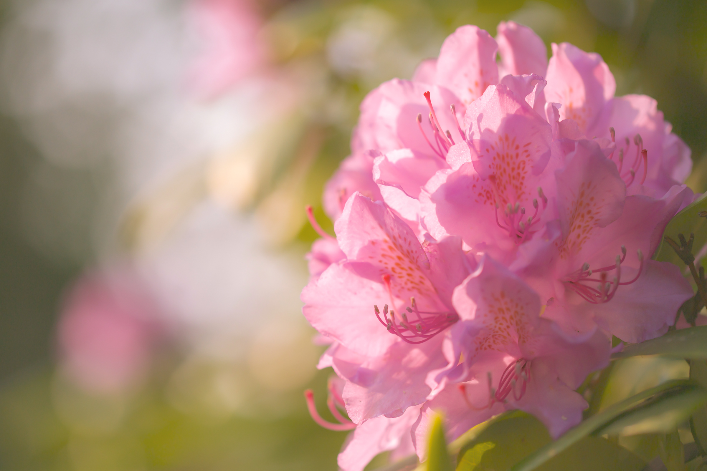 Blur Flower Nature Pink Flower Rhododendron 2400x1600