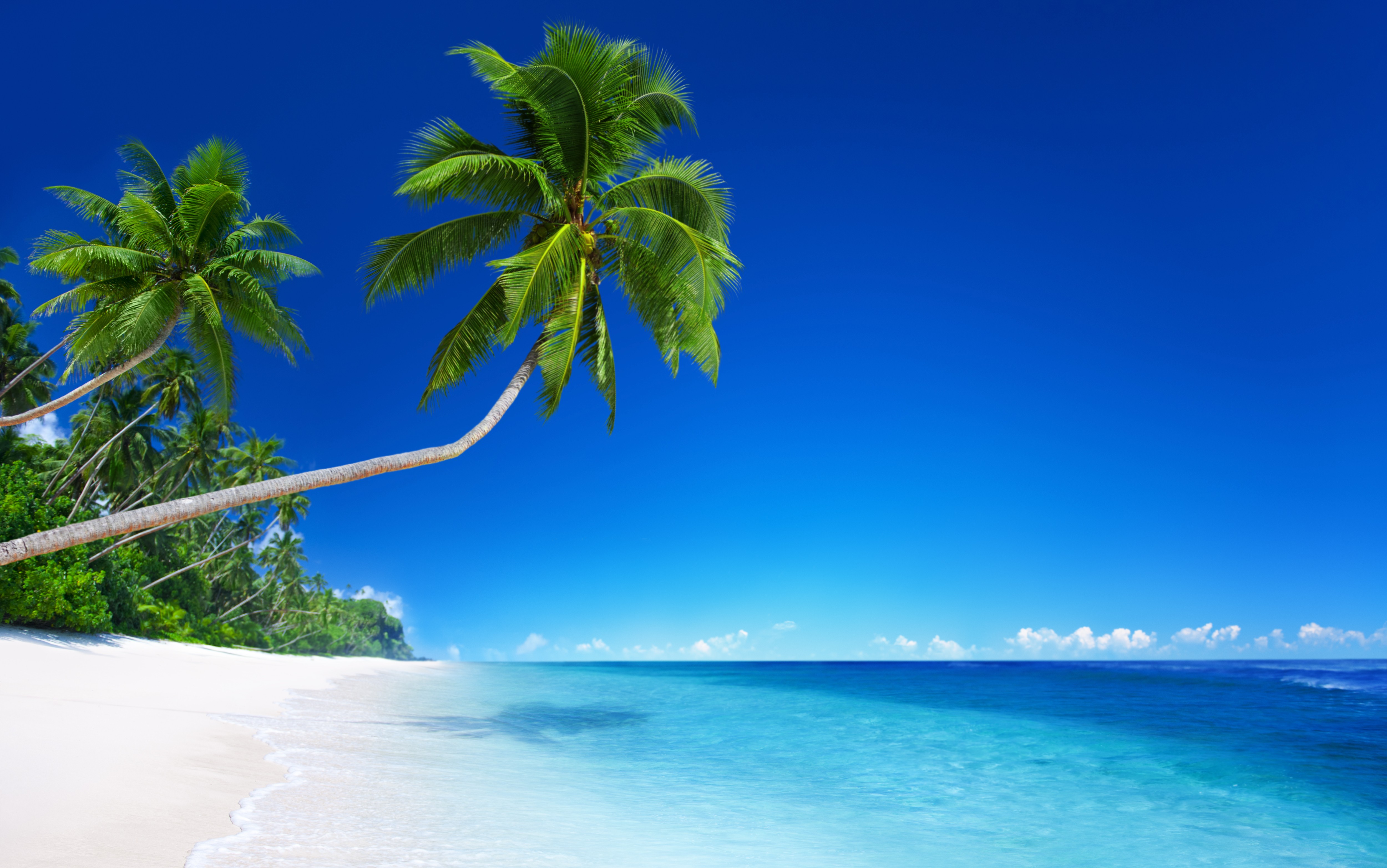 Beach Horizon Ocean Palm Tree Tropical 5000x3131