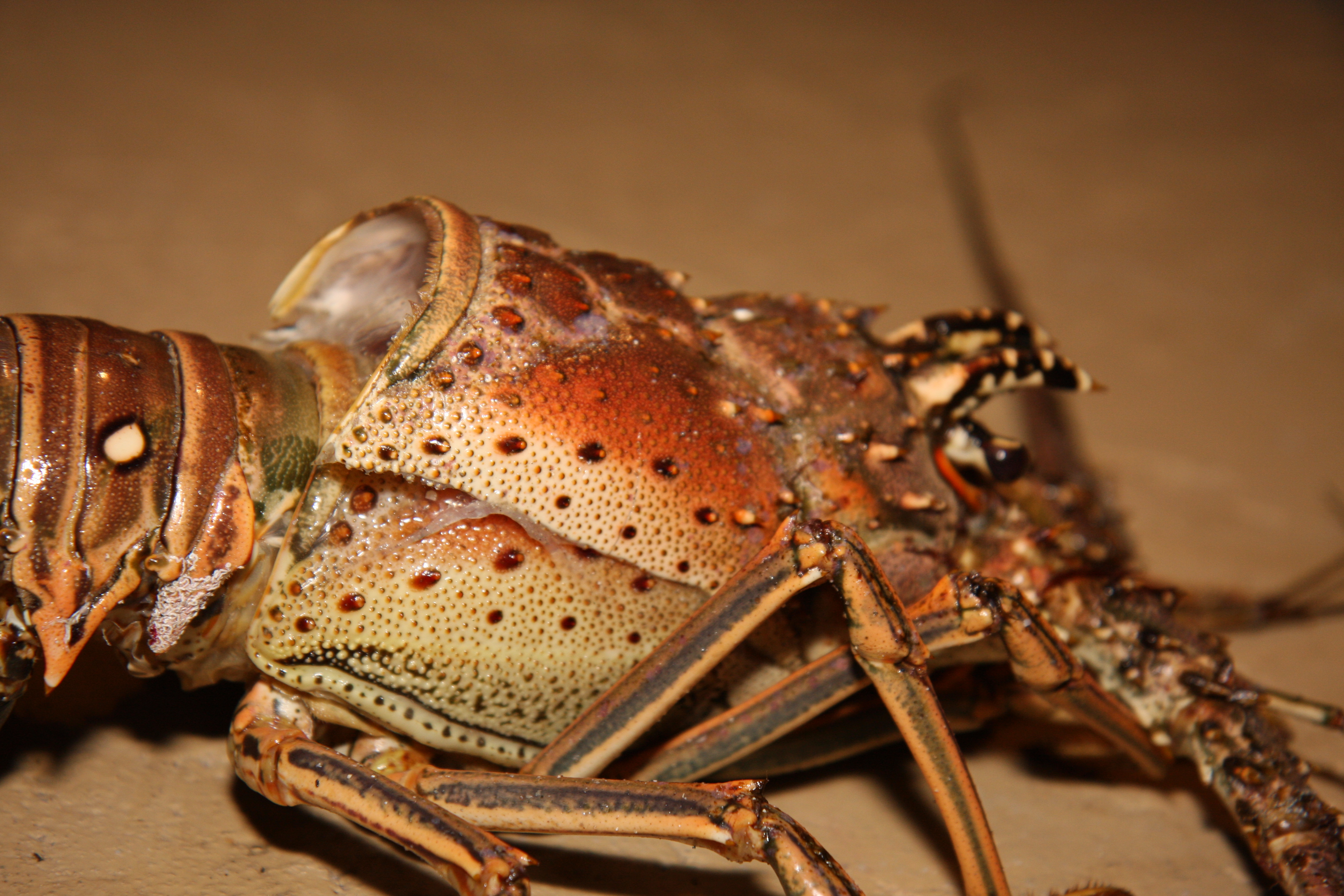 Animal Lobster 3888x2592