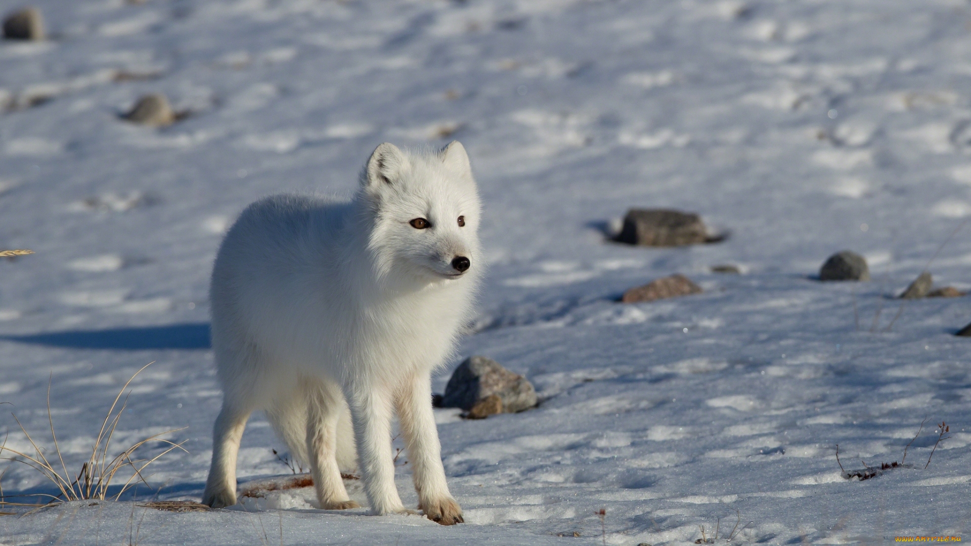 Animal Arctic Fox 1920x1080