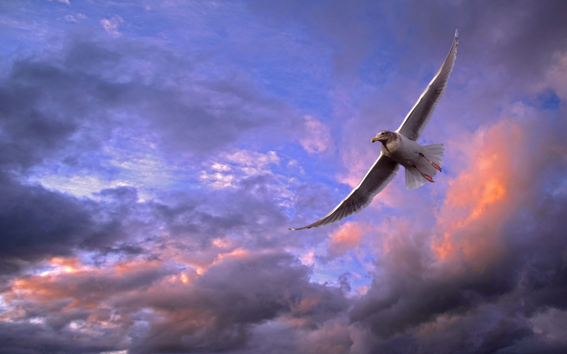 Animal Bird Cloud Flying Seagull Sunset 1920x1200