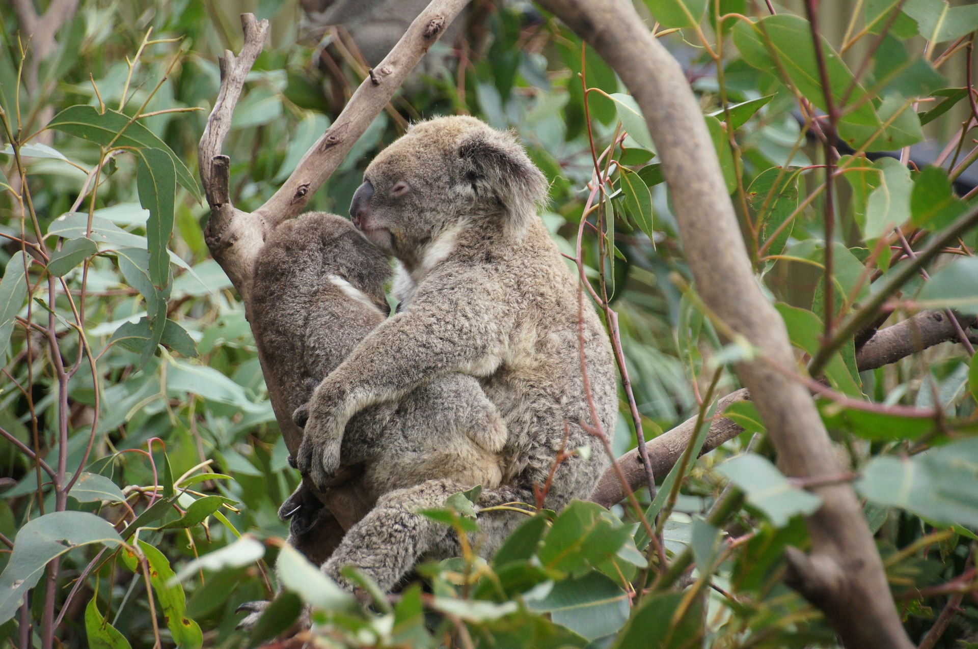 Animal Koala Mammal Marsupial 1920x1275
