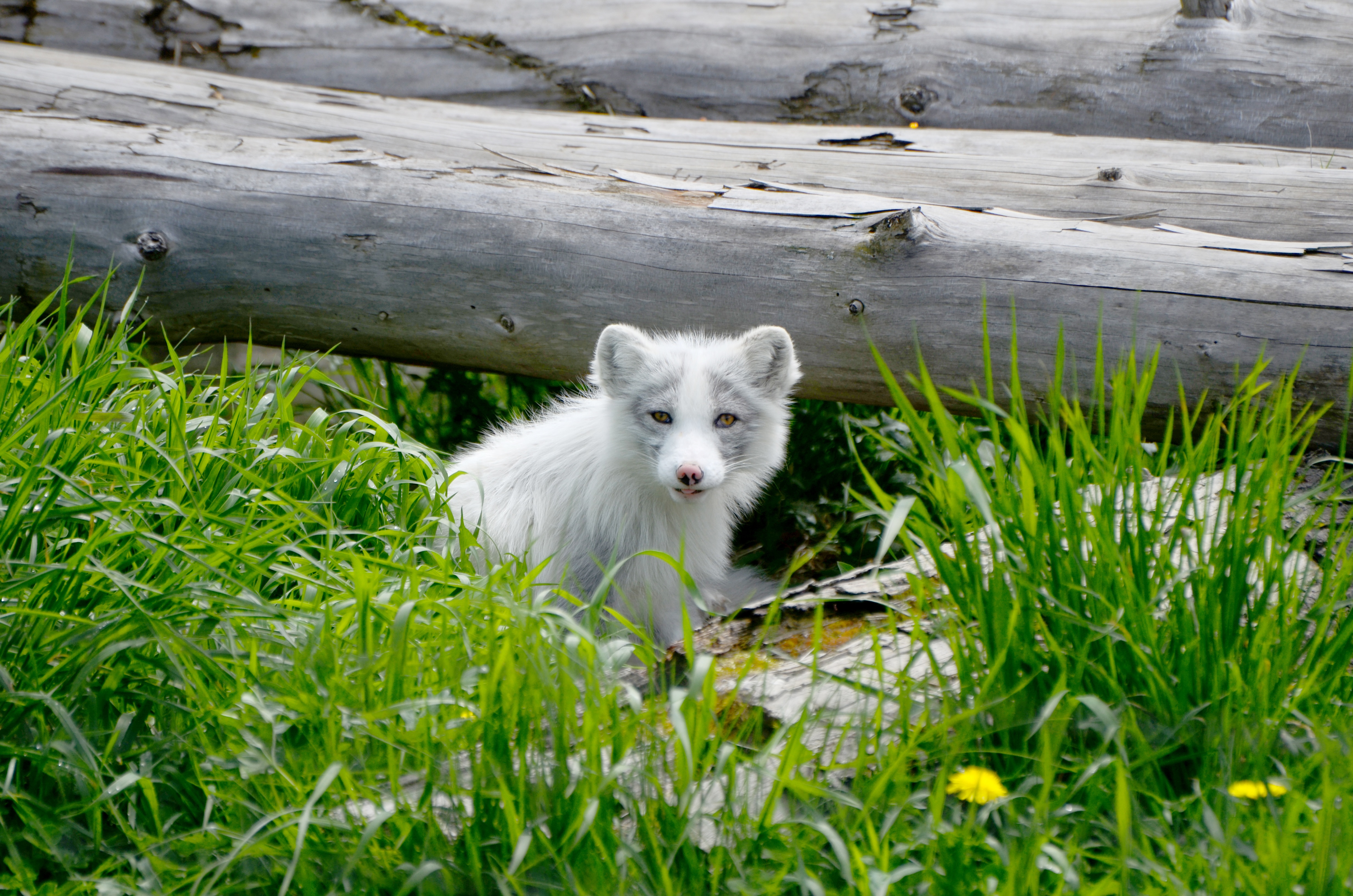 Arctic Fox Fox Grass 4928x3264