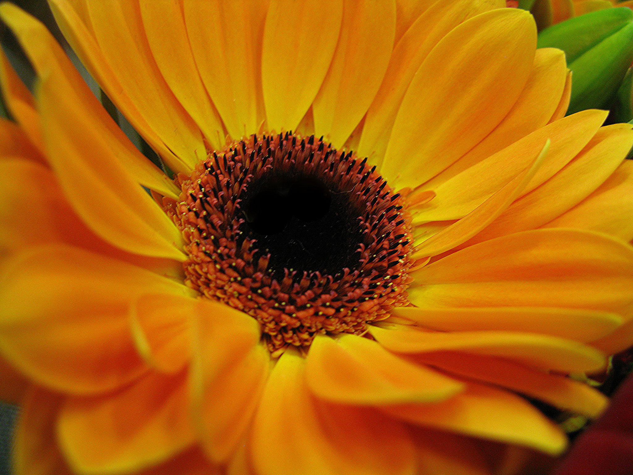Close Up Earth Flower Gerbera Yellow Flower 2048x1536