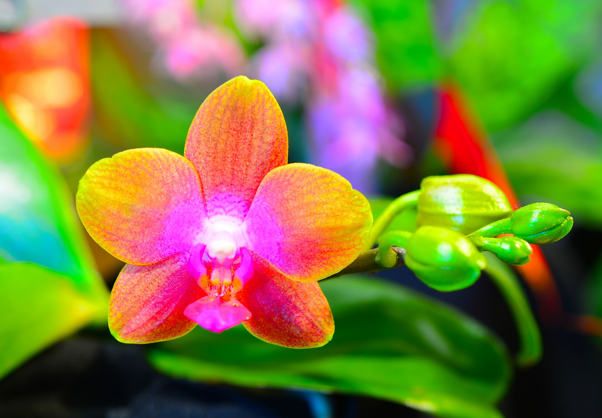 Flower Macro Orchid 2048x1420