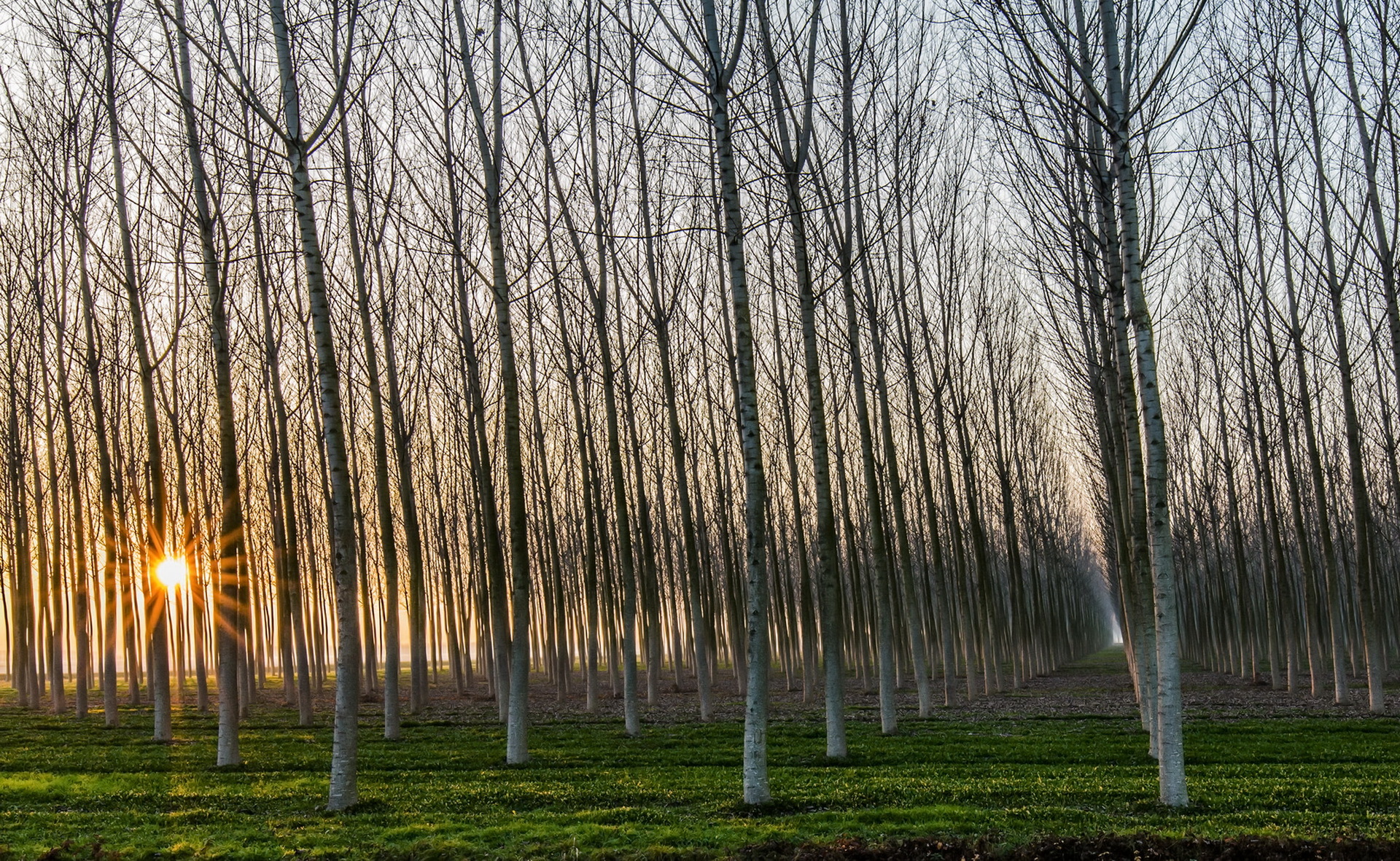 Birch Forest Nature Sun Sunbeam Tree 1920x1181