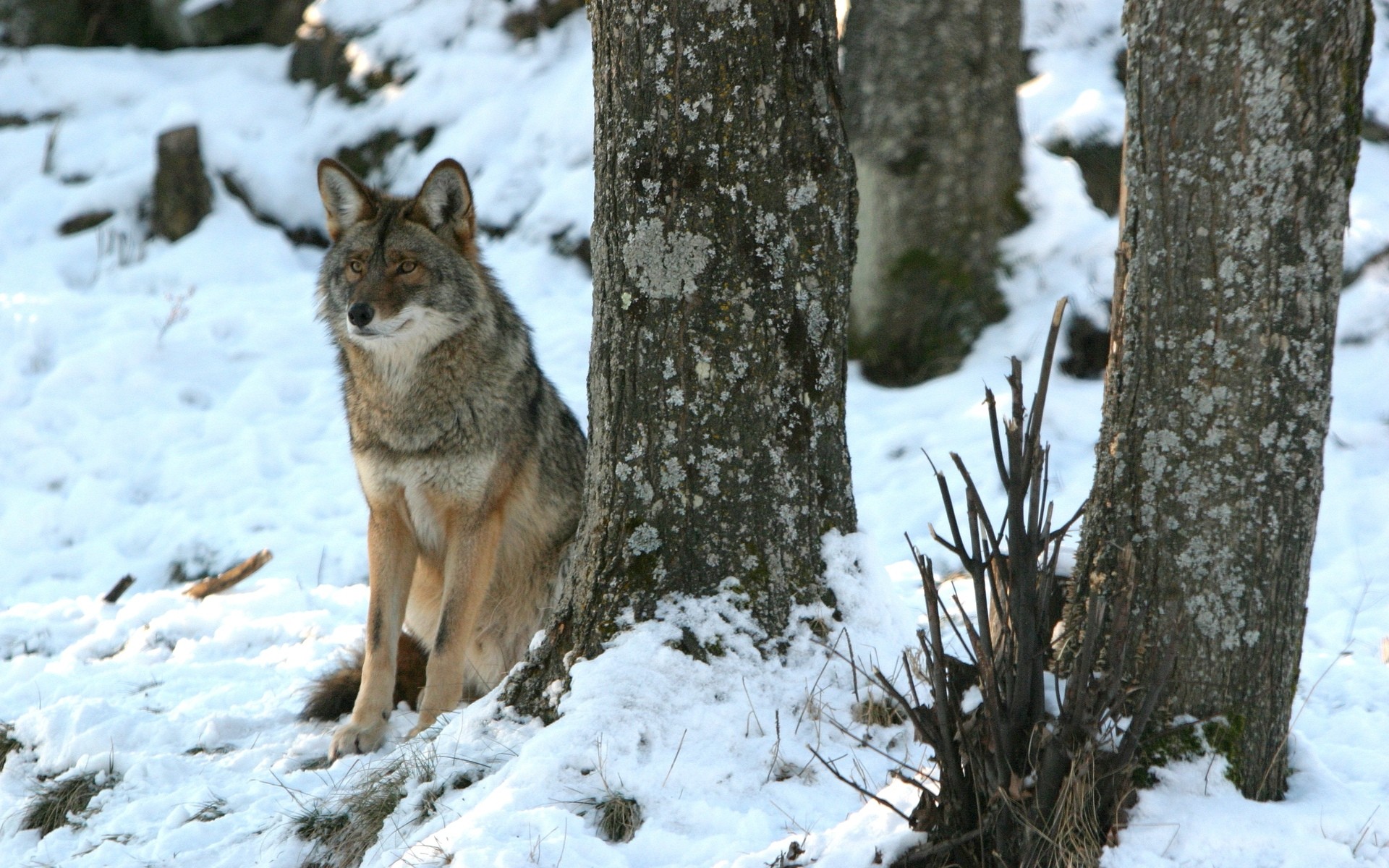 Animal Coyote Dog Snow Winter Wolf 1920x1200