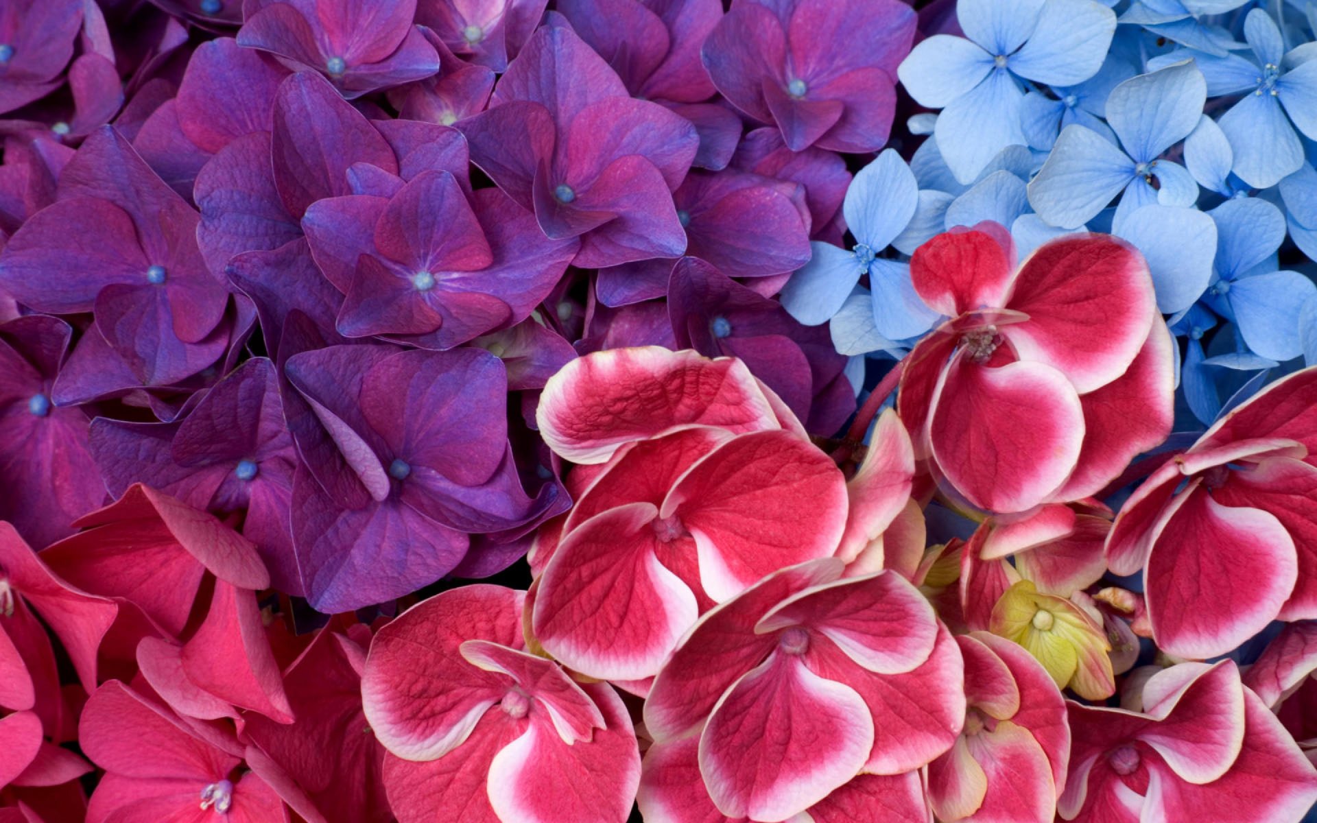 Blue Flower Colorful Colors Earth Flower Hydrangea Pink Flower Purple Flower 1920x1200