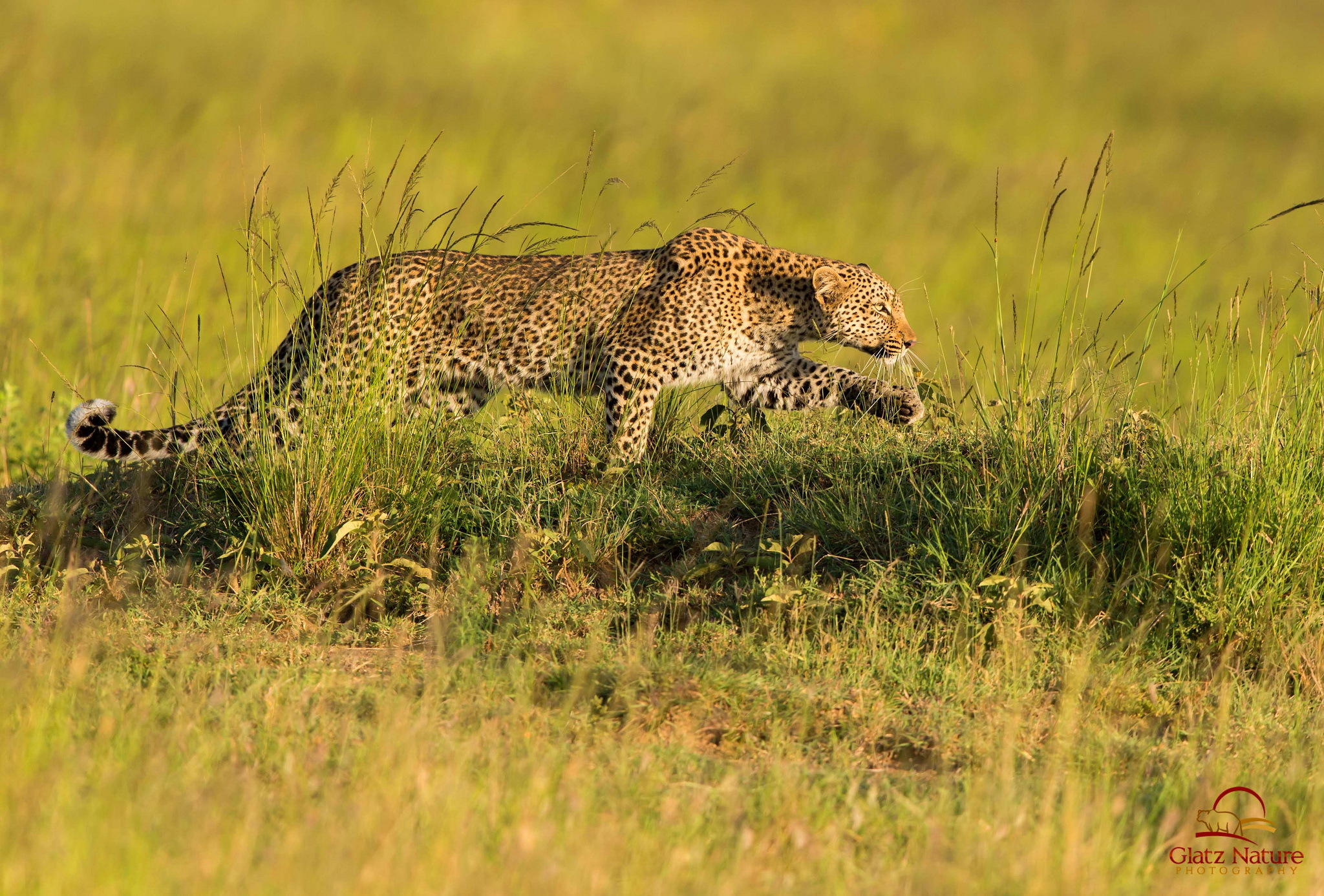 Kenia Leopard Wildlife Predator Animal 2048x1387
