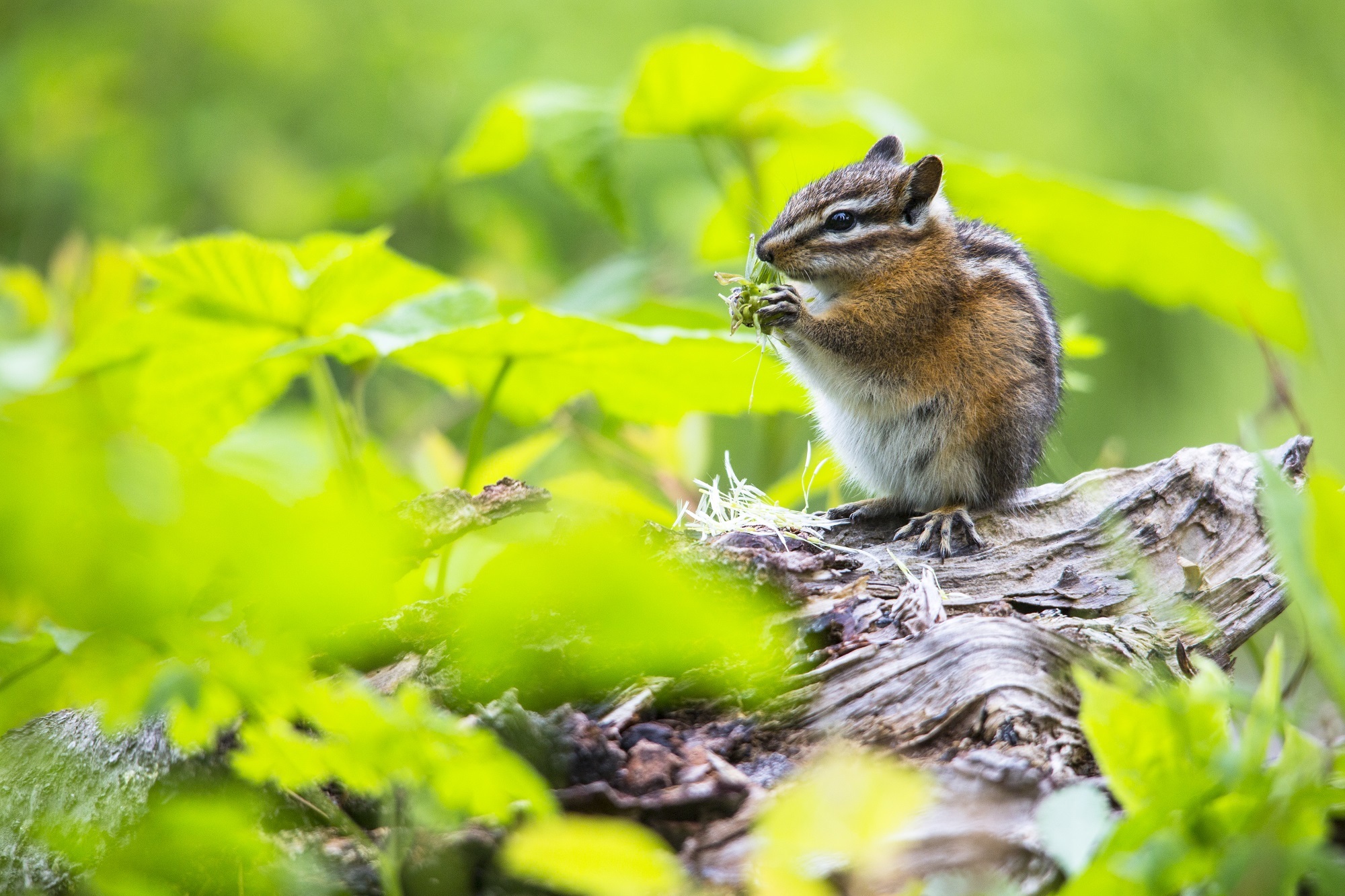 Bokeh Chipmunk Rodent 2000x1333