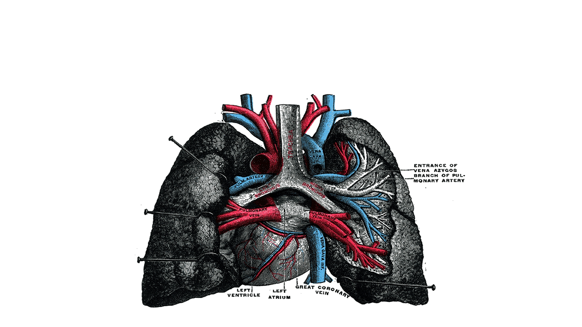 Artistic Anatomy 1920x1080