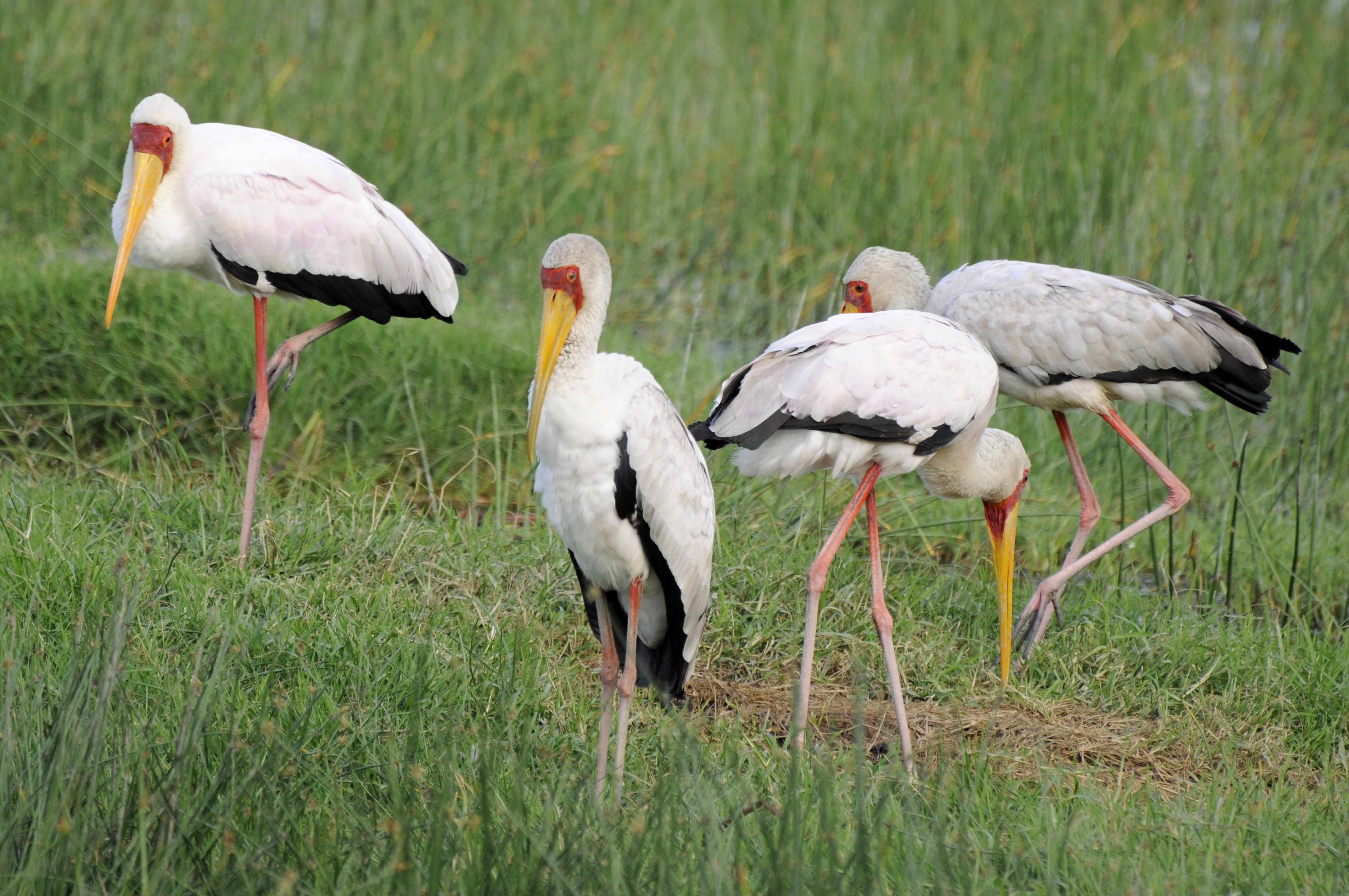 Animal Stork 4288x2848