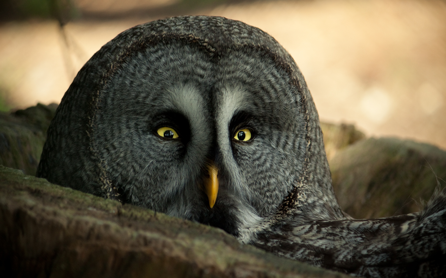 Animal Great Grey Owl 1500x934