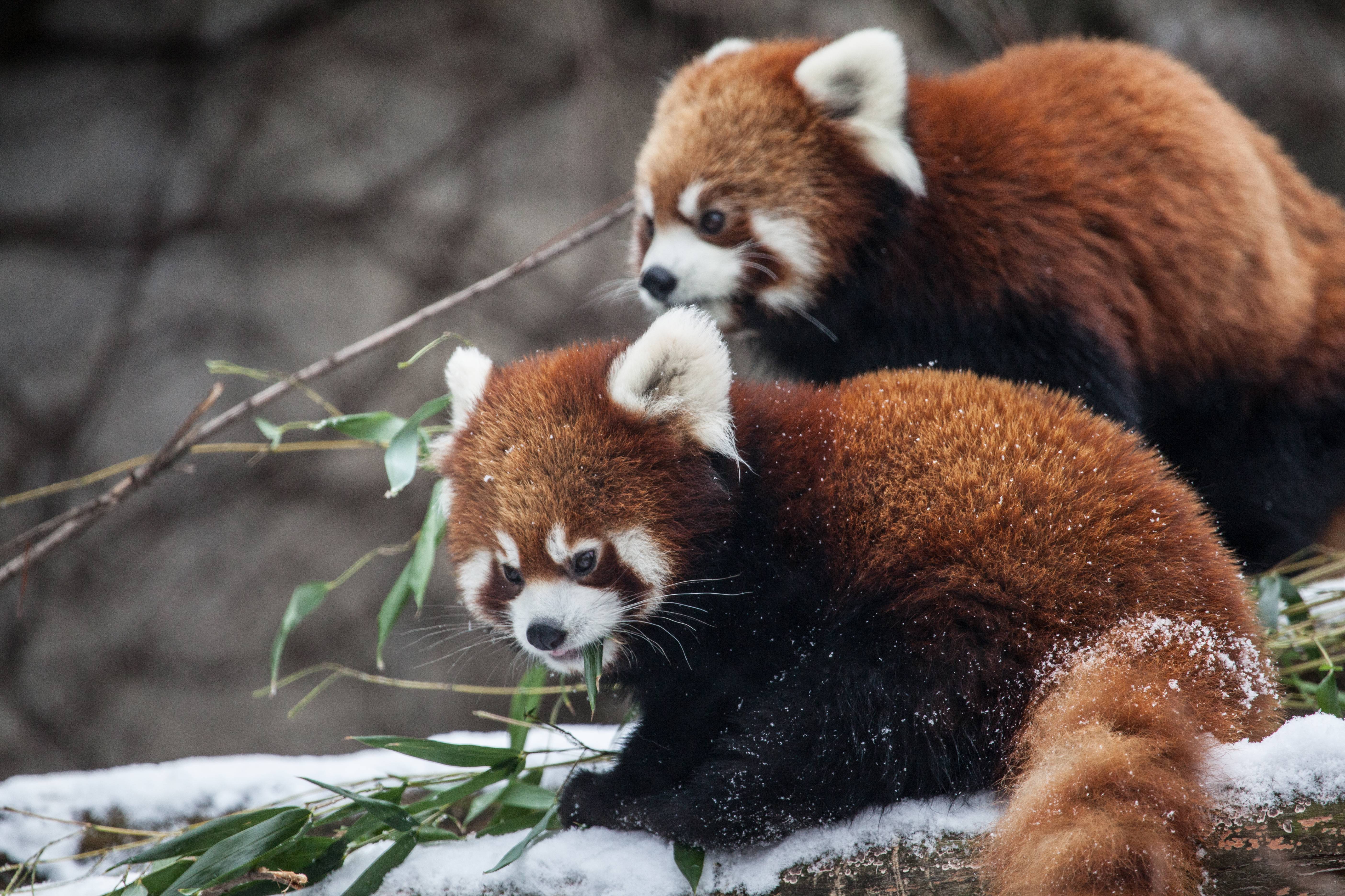 Chicago Red Panda Zoo 5616x3744